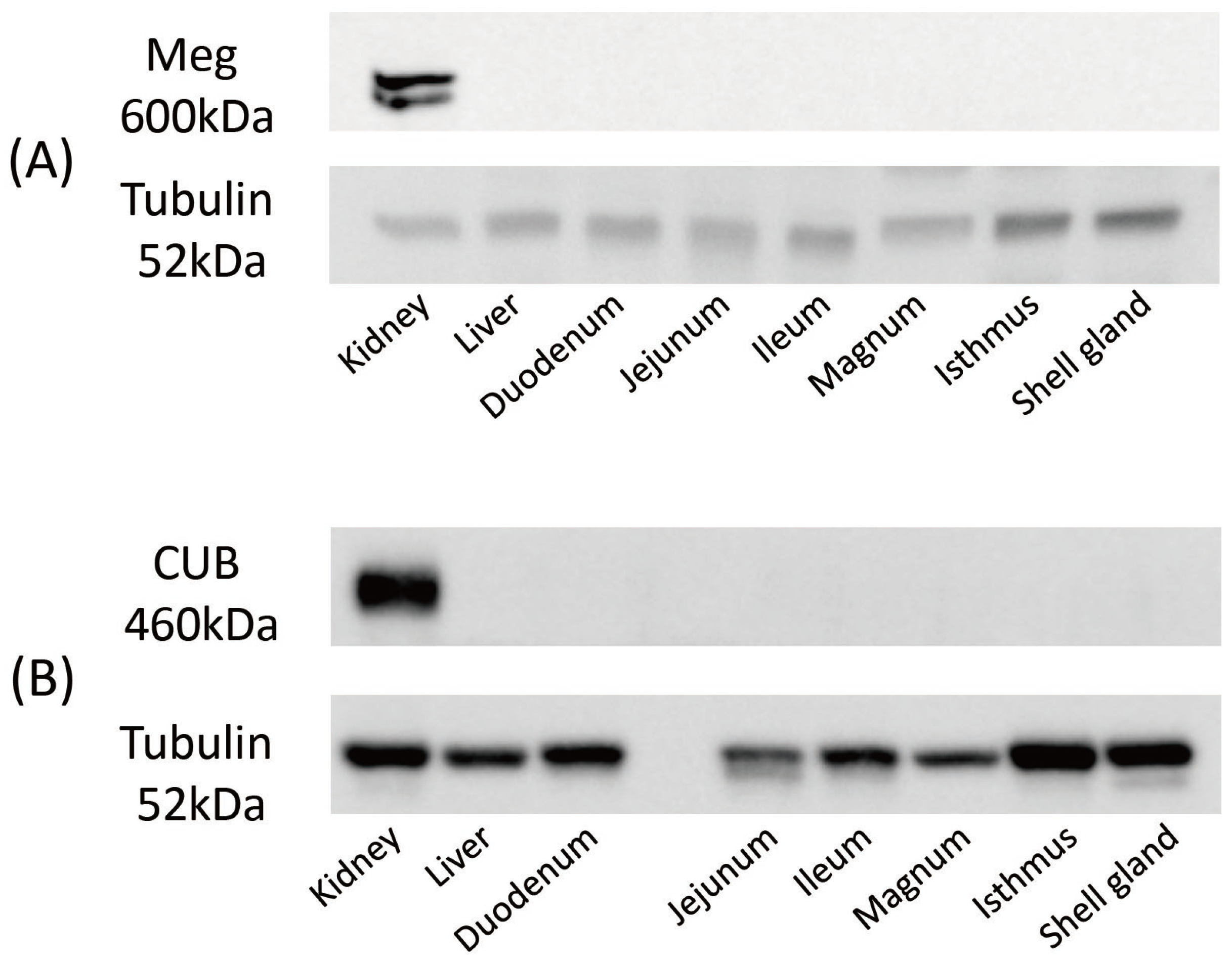 Animals 14 00502 g003 Animals 14 00502 g003