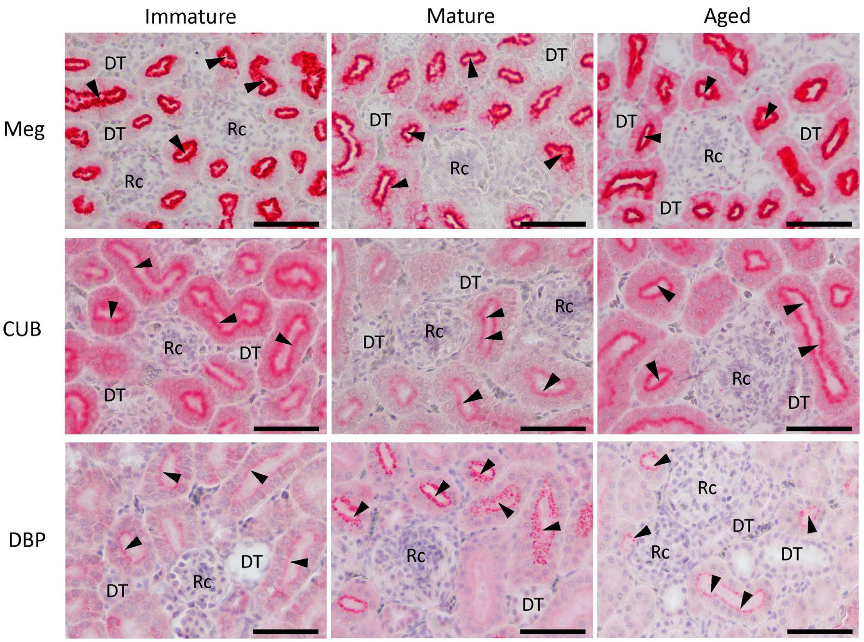 Animals 14 00502 g005 Animals 14 00502 g005