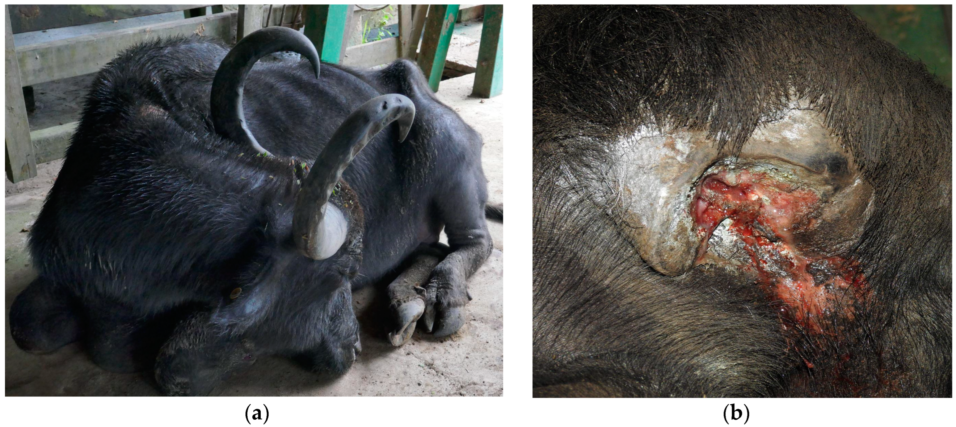 Animals 14 00505 g001