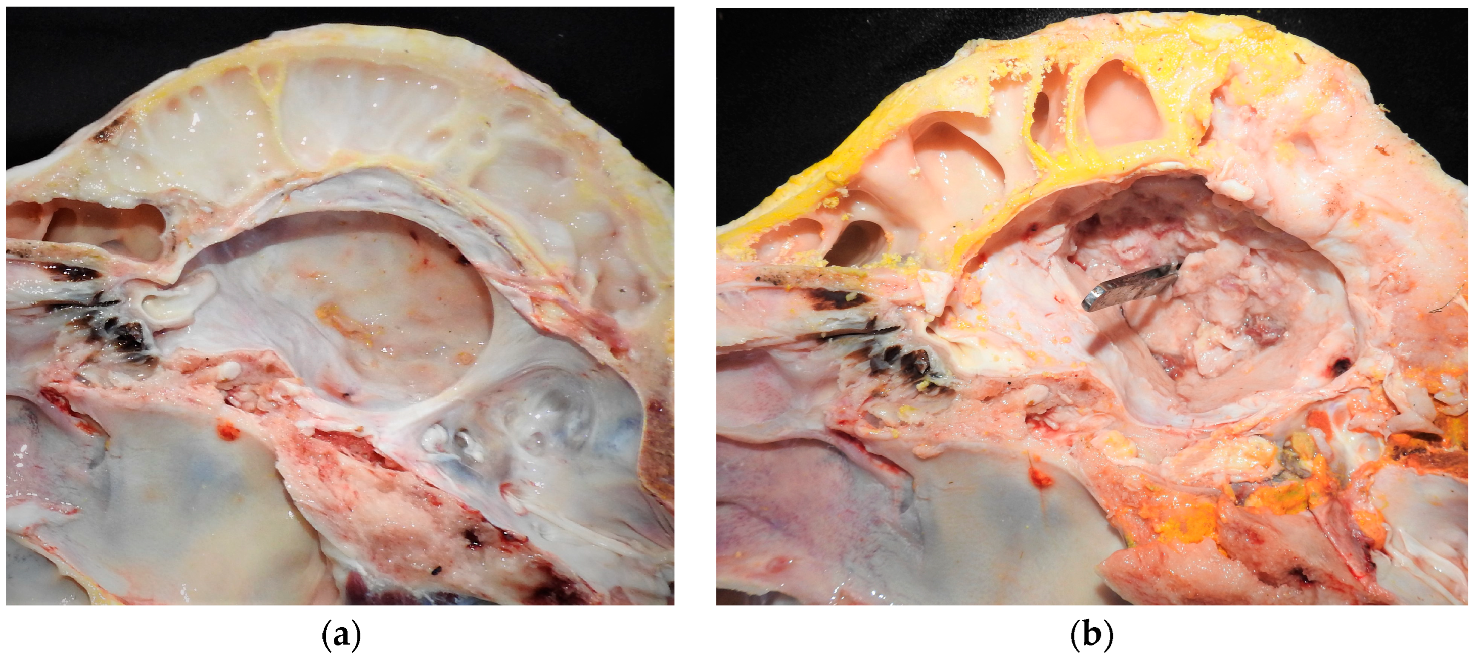 Animals 14 00505 g003