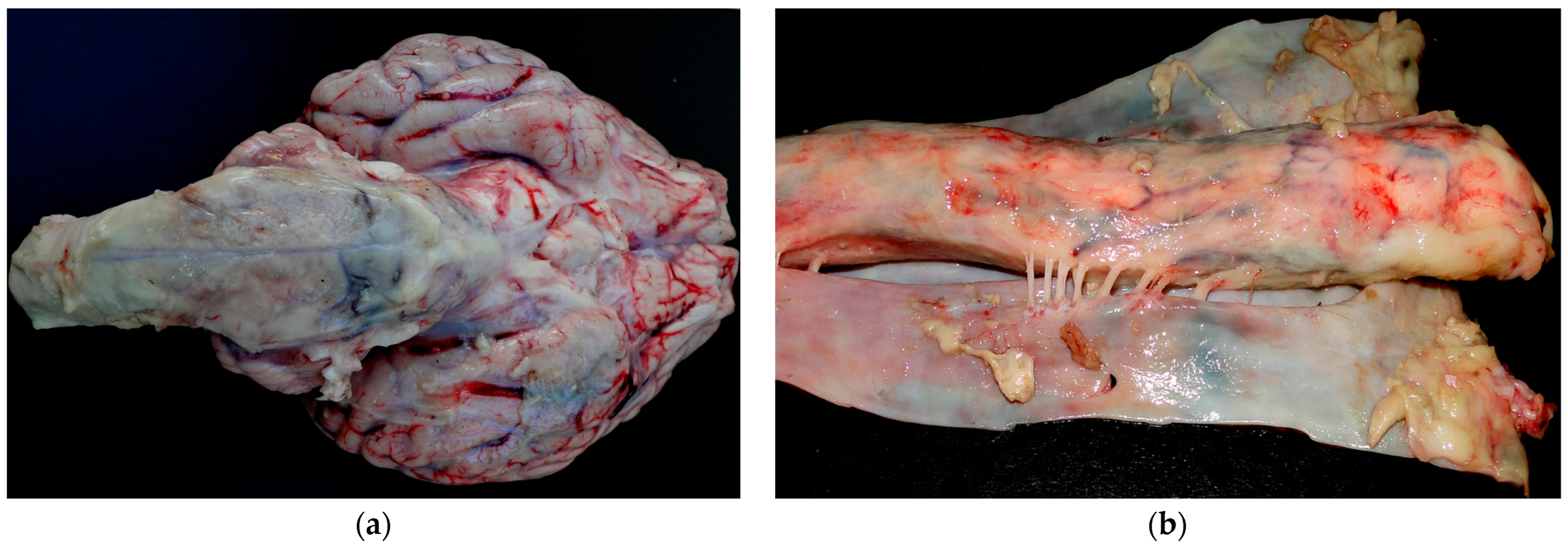 Animals 14 00505 g004