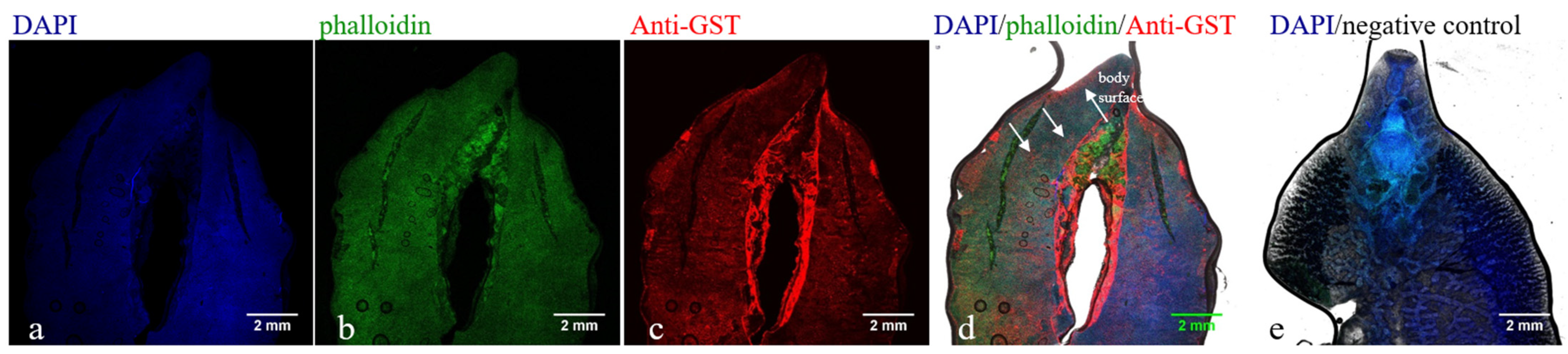 Animals 14 00506 g004