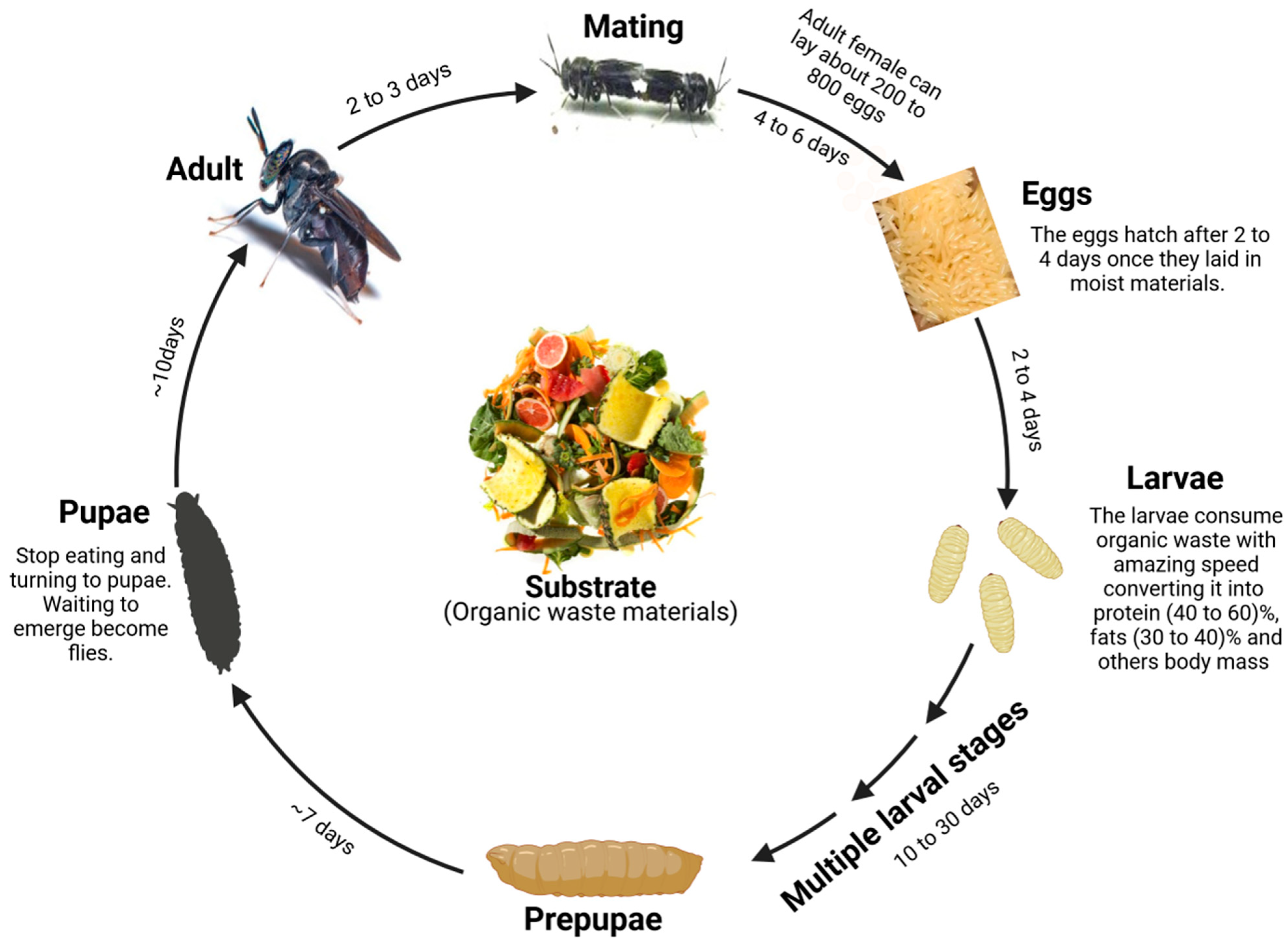 Animals 14 00510 g001