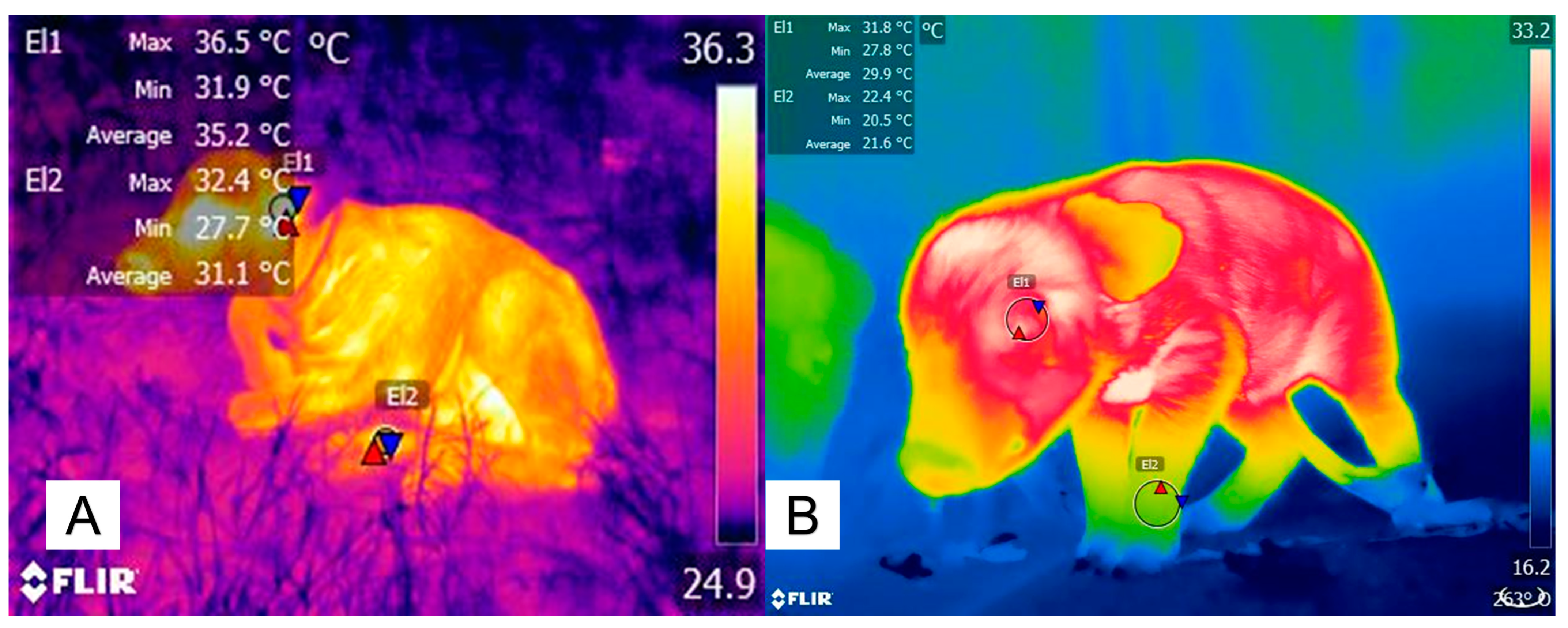 Animals 14 00513 g004 Animals 14 00513 g004