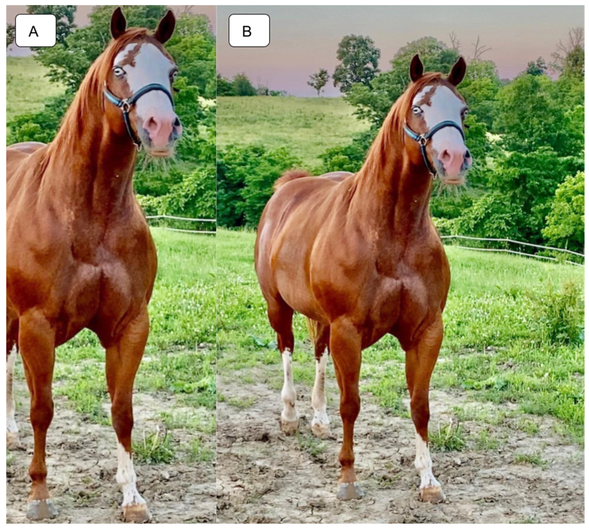 Animals 14 00517 g001