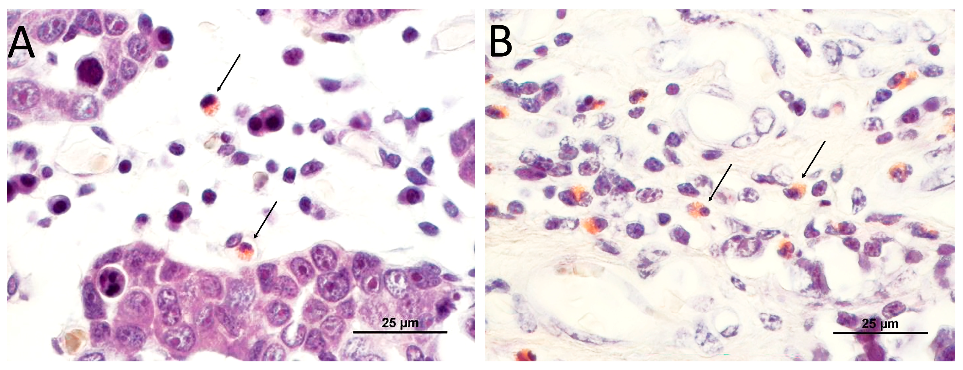 Animals 14 00519 g001