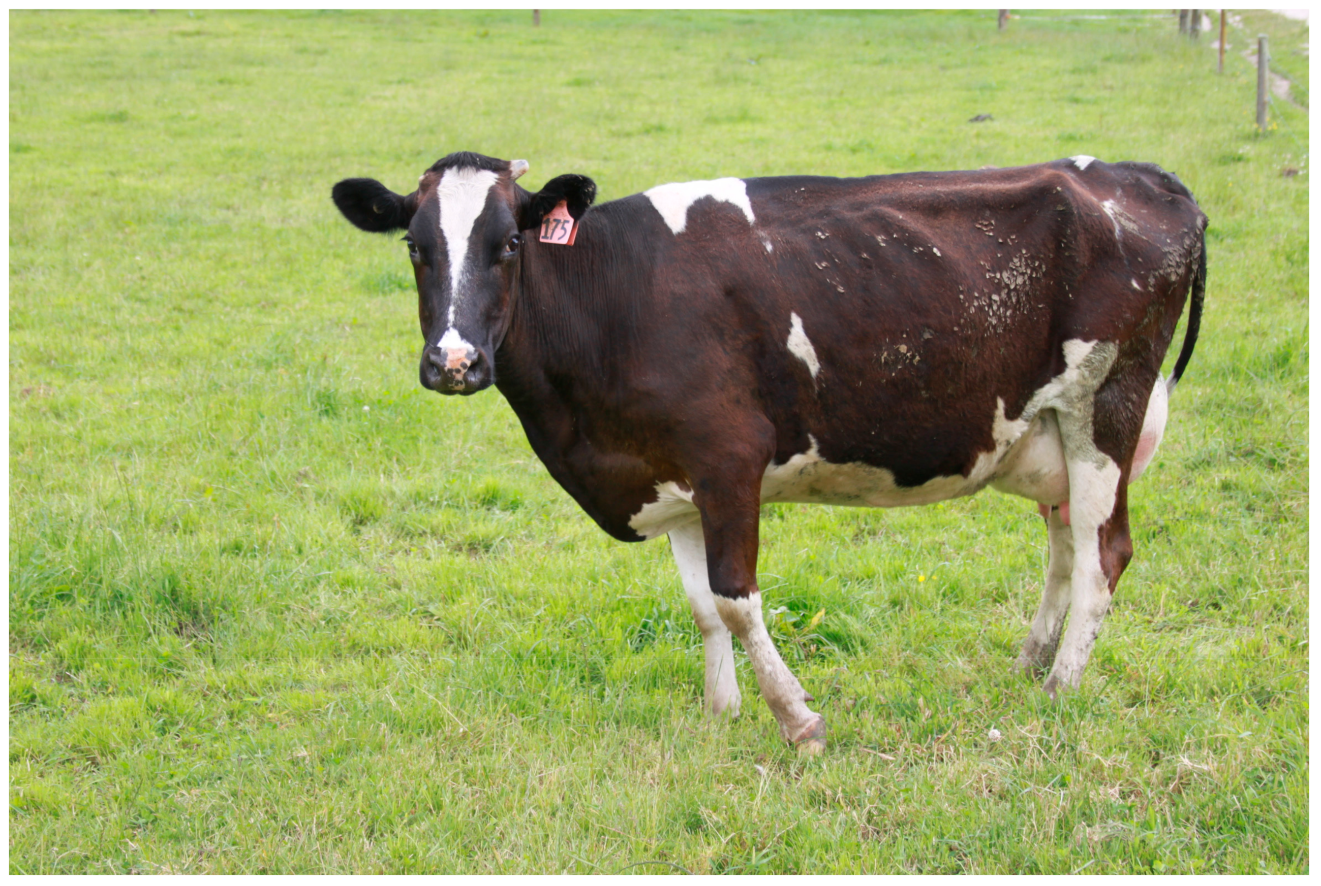 An Assessment of the Epidemiology and Herd-Level Impact of