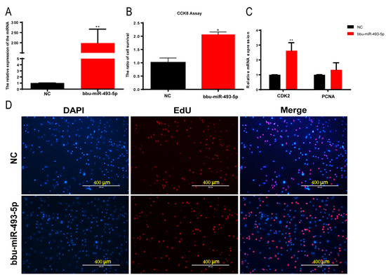 アンチ Amplification-free miRNA detection with CRISPR/Cas12a system