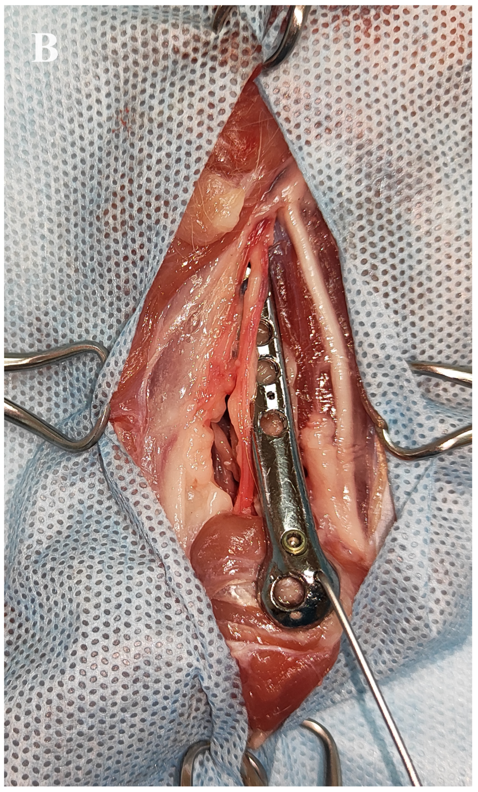 Animals 14 00537 g004b