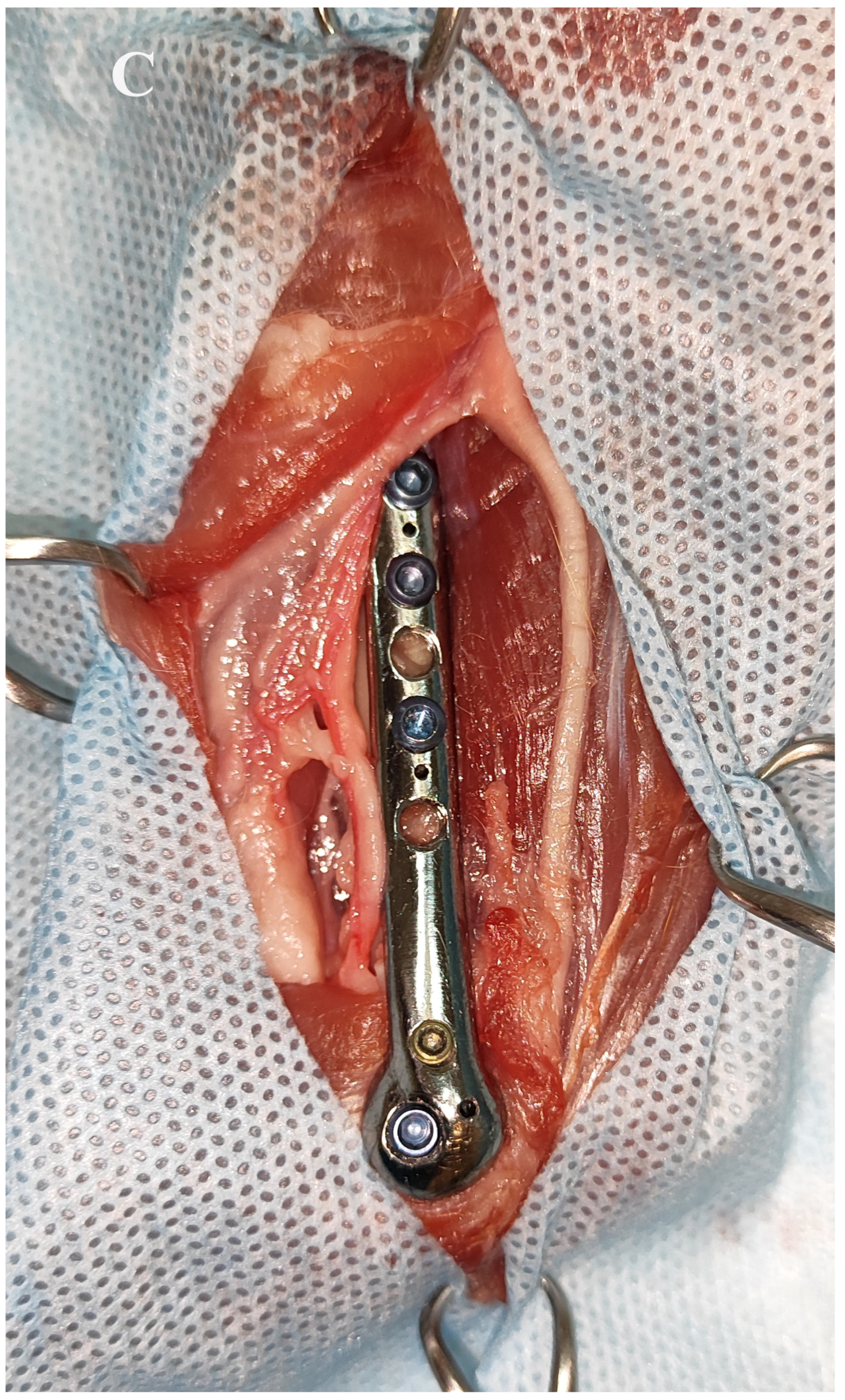 Animals 14 00537 g004c