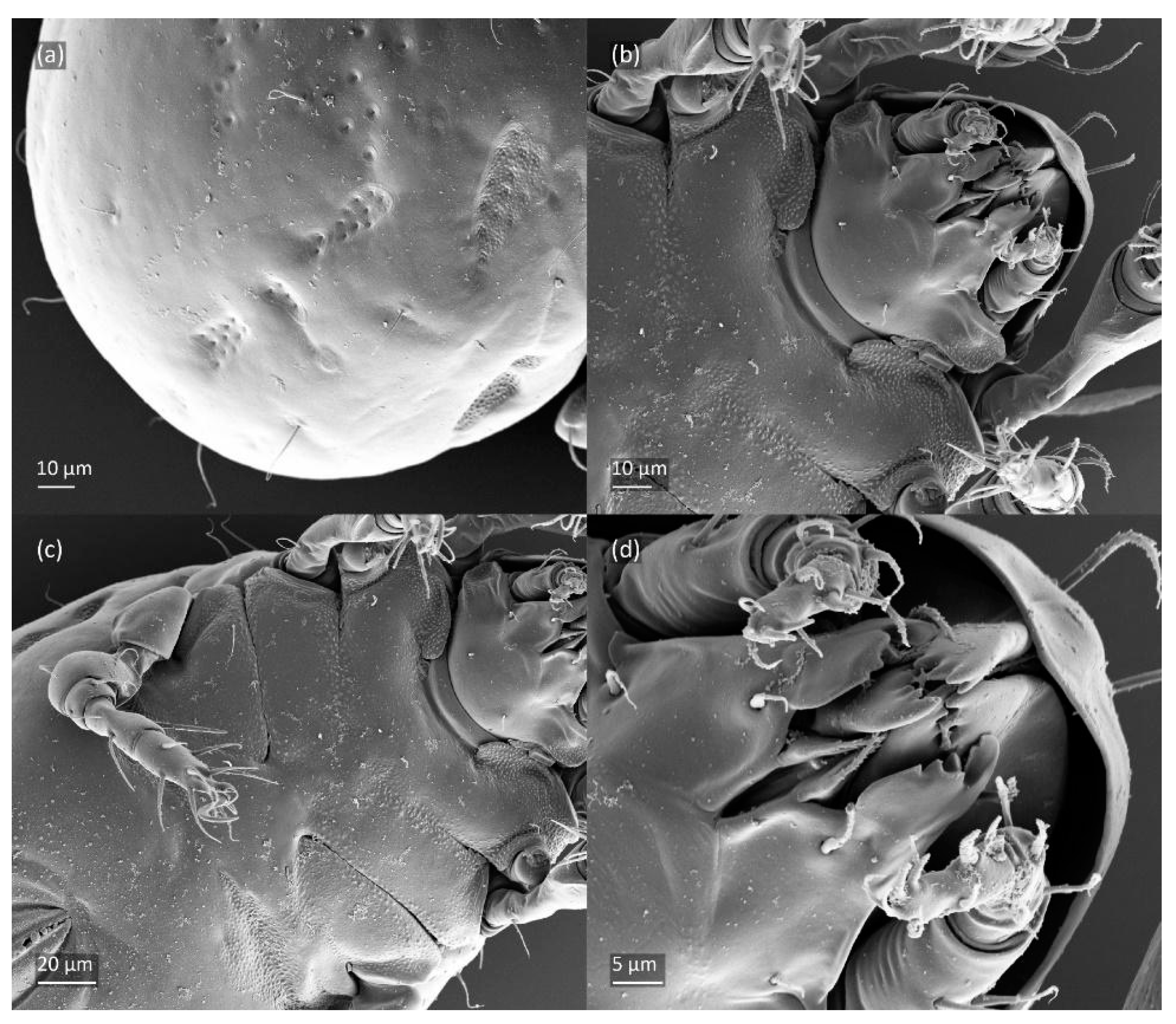 Animals 14 00538 g014 Animals 14 00538 g014