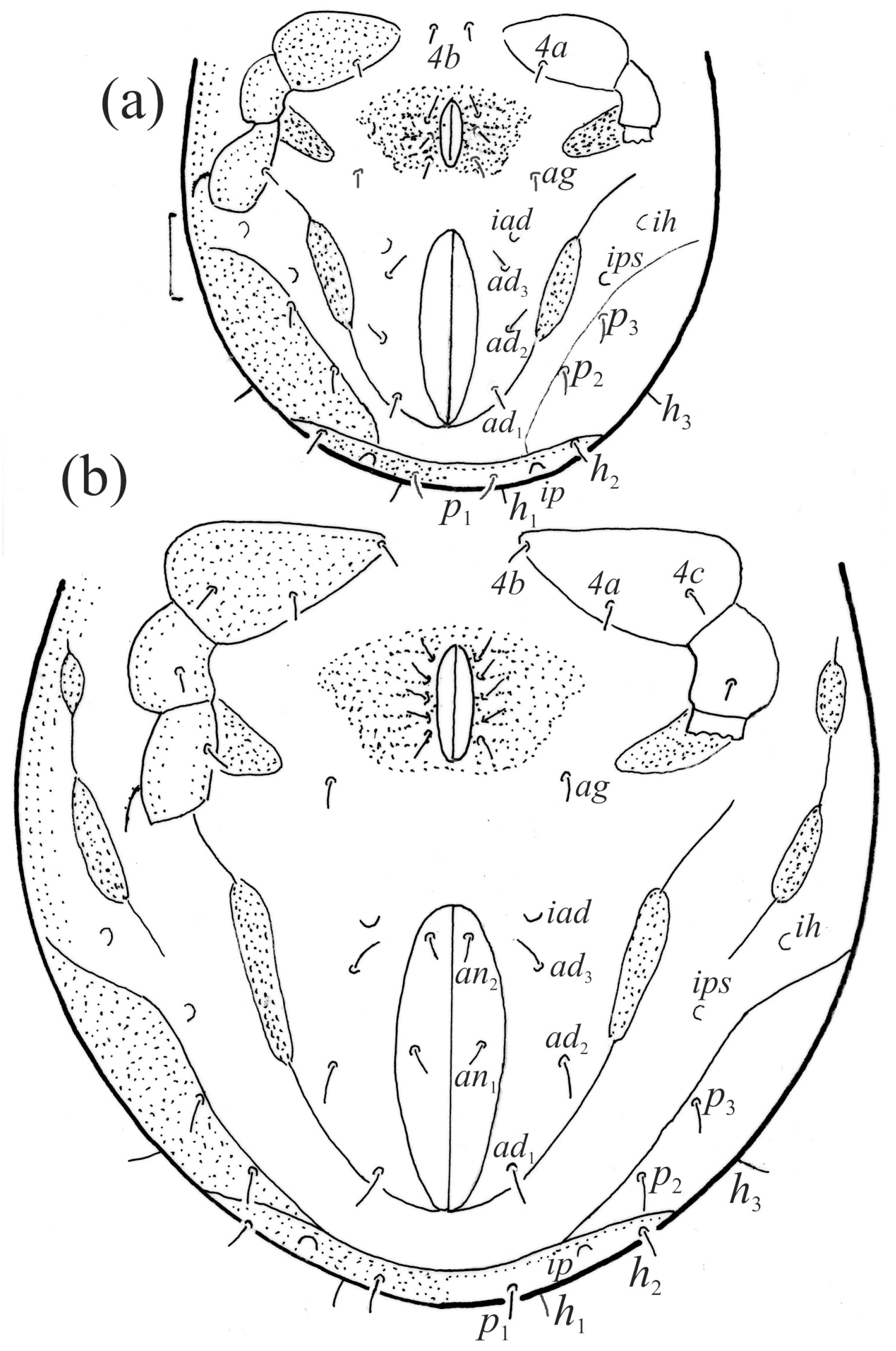 Animals 14 00538 g016 Animals 14 00538 g016