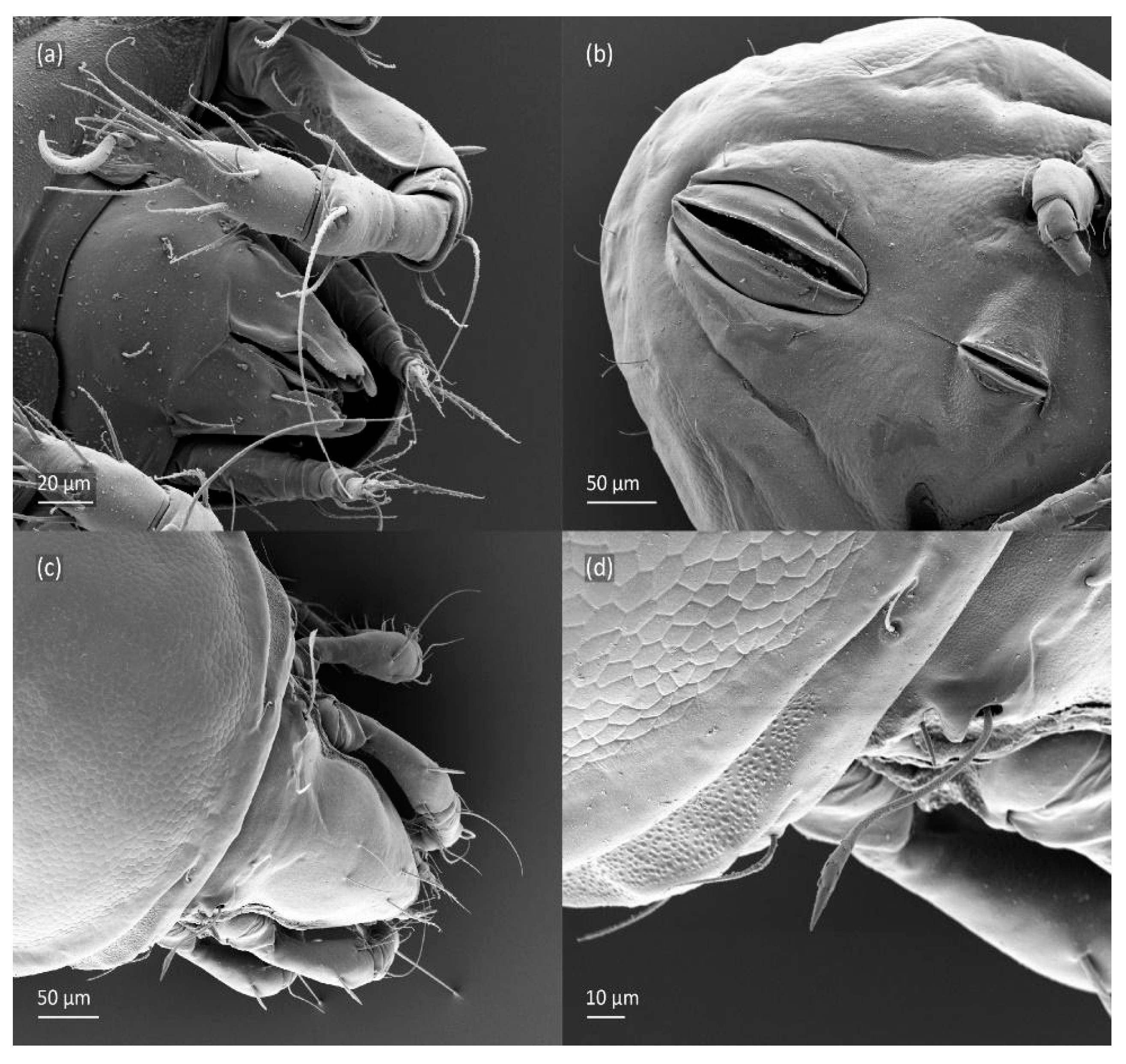 Animals 14 00538 g019 Animals 14 00538 g019