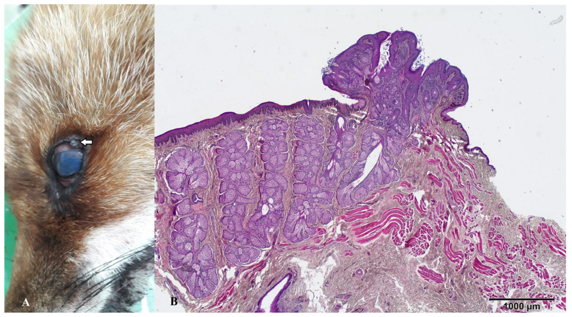 Animals 14 00558 g003 Animals 14 00558 g003