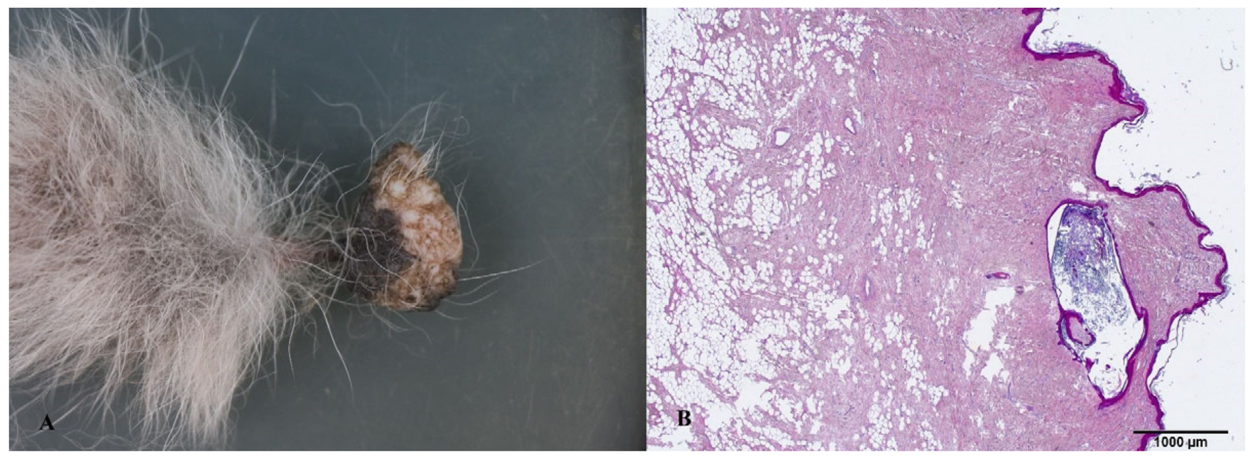 Animals 14 00558 g005 Animals 14 00558 g005