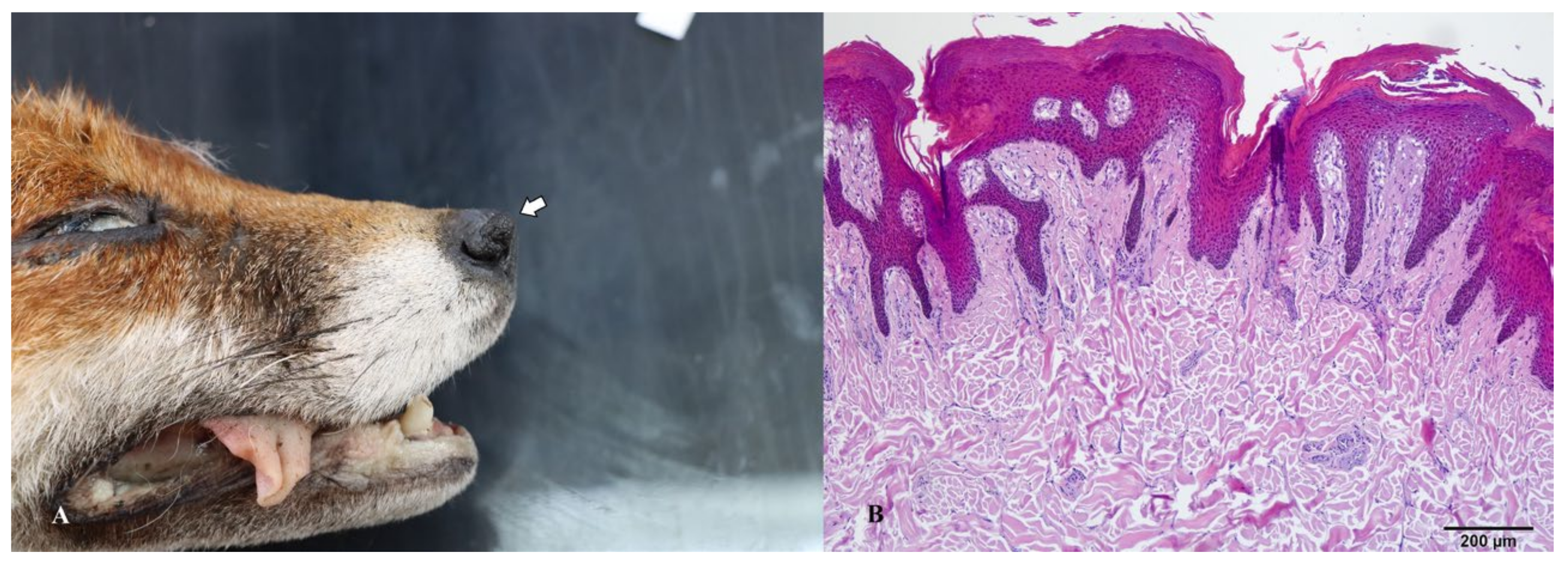 Animals 14 00558 g006 Animals 14 00558 g006