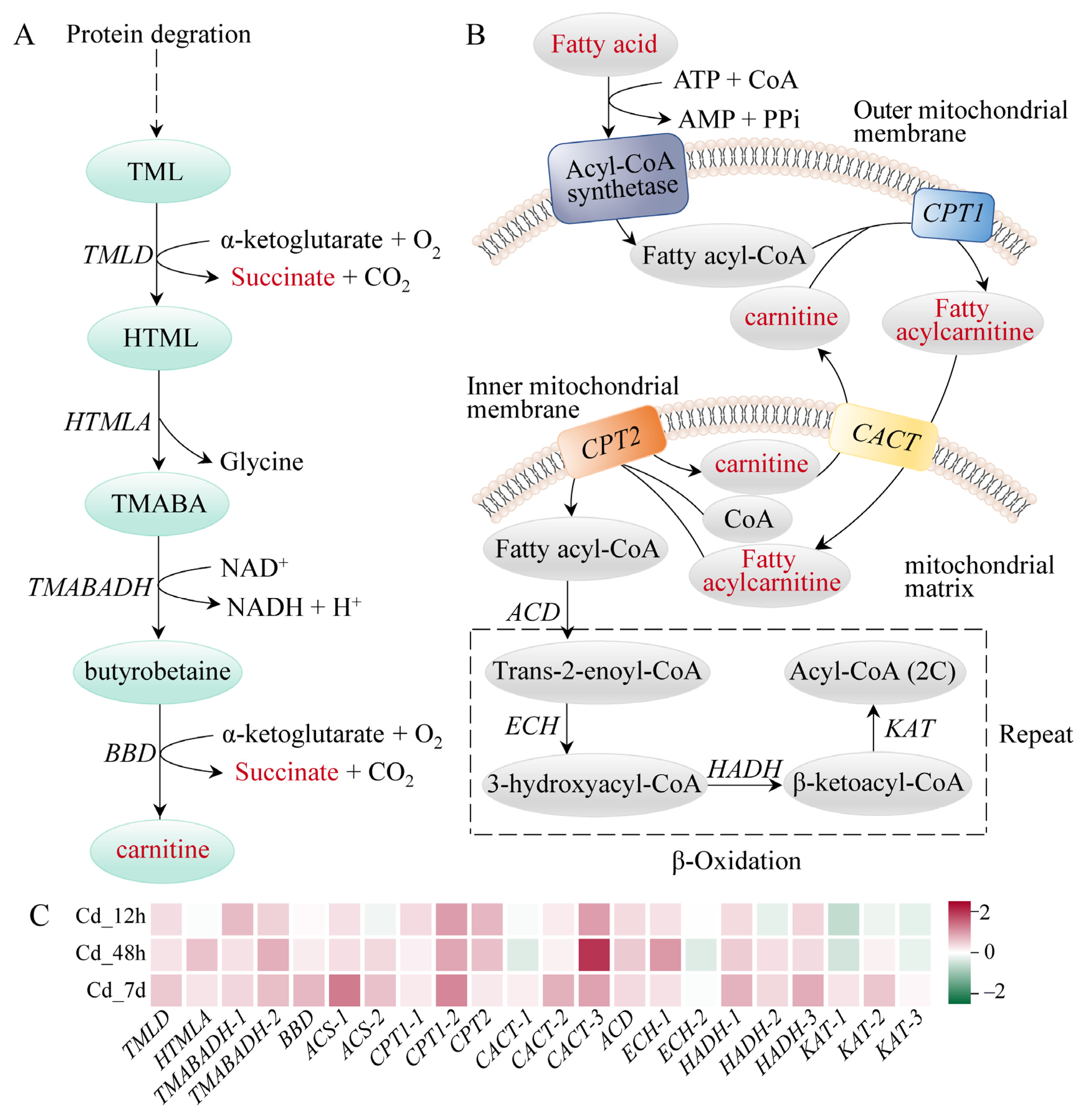 Animals 14 00561 g006