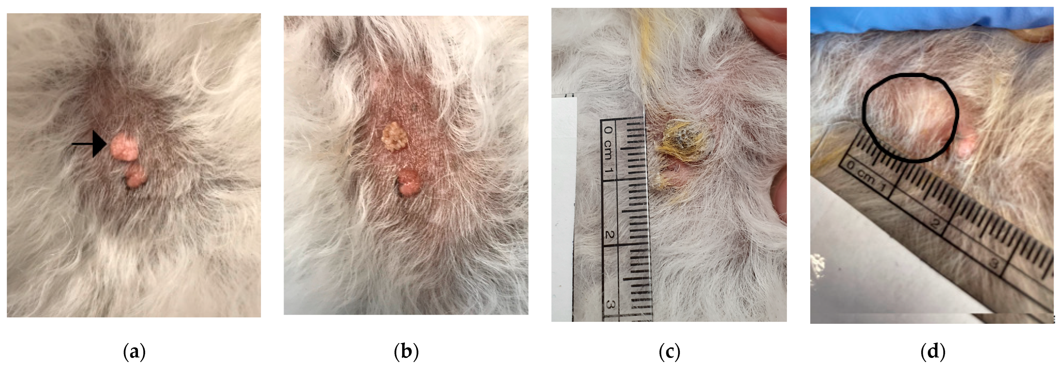 Animals 14 00570 g002