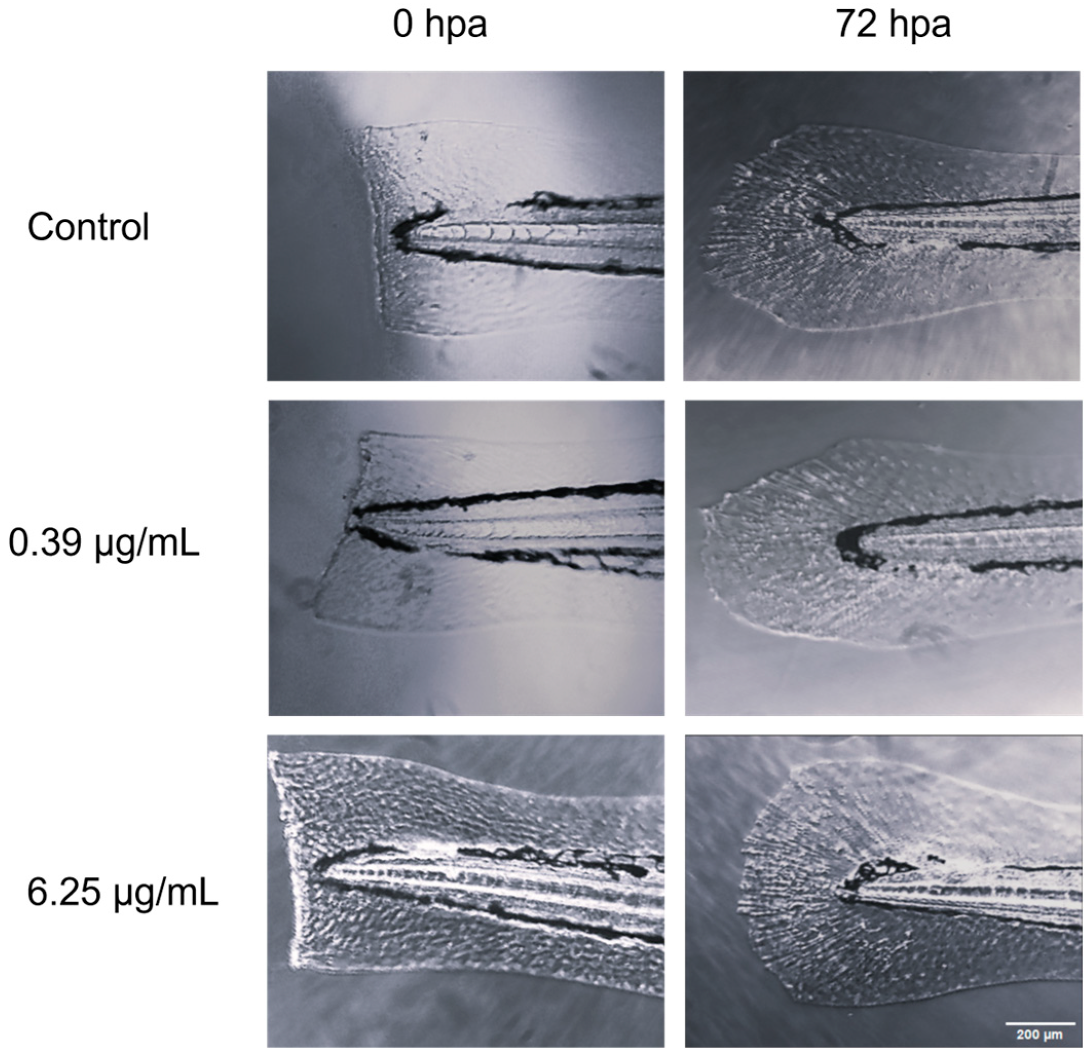 Animals 14 00581 g002
