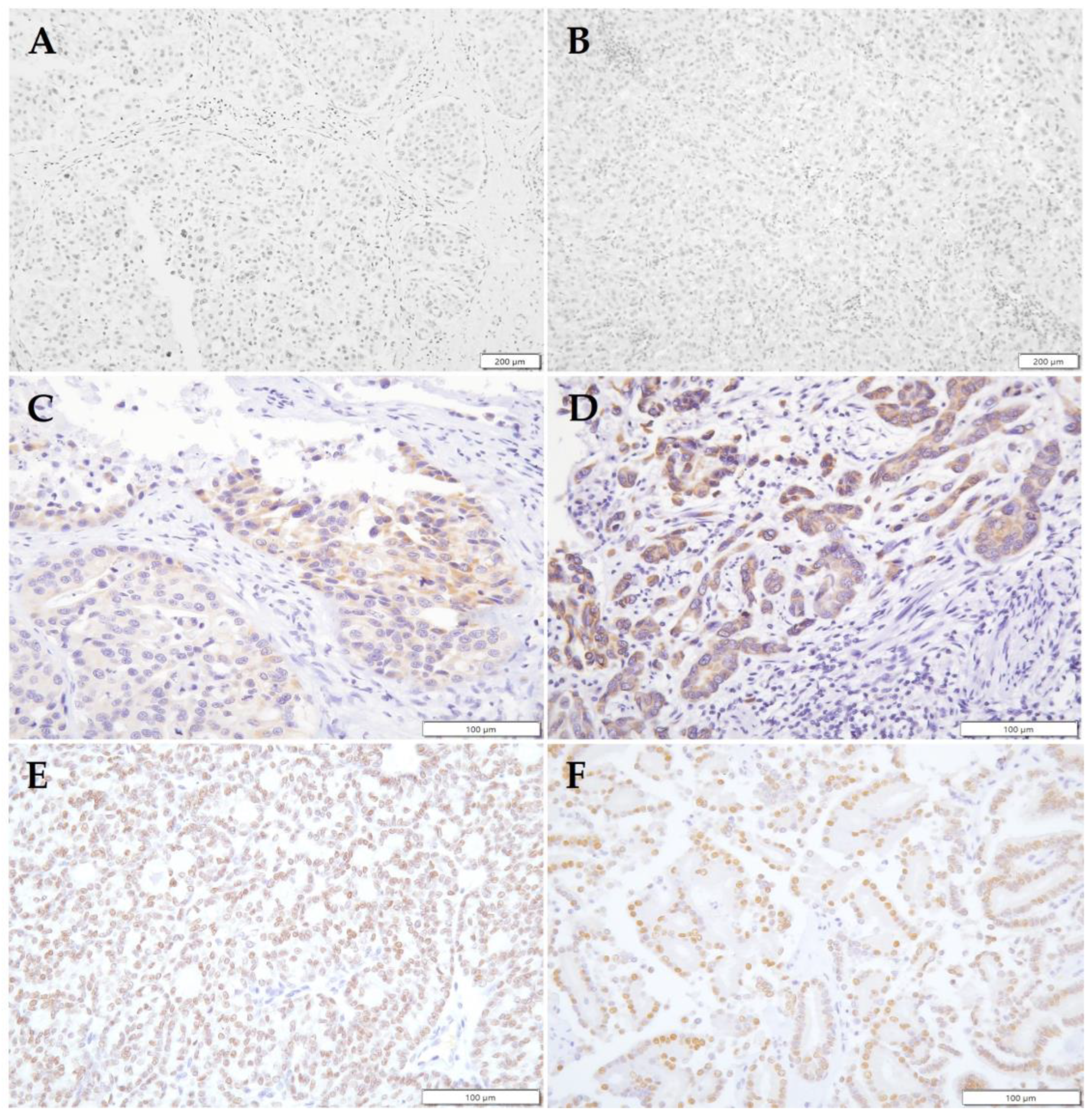 Animals 14 00588 g002