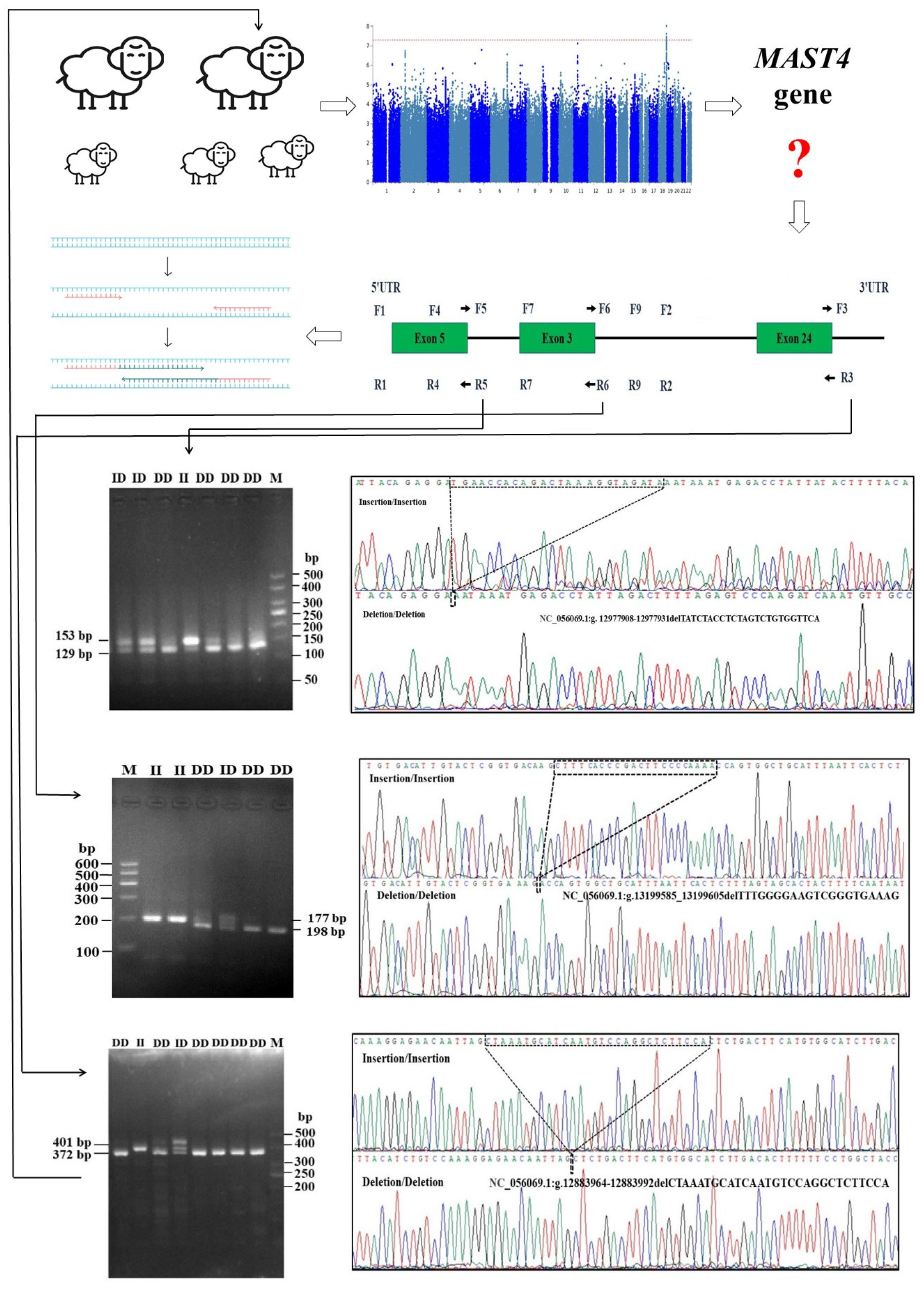 Animals 14 00591 g002