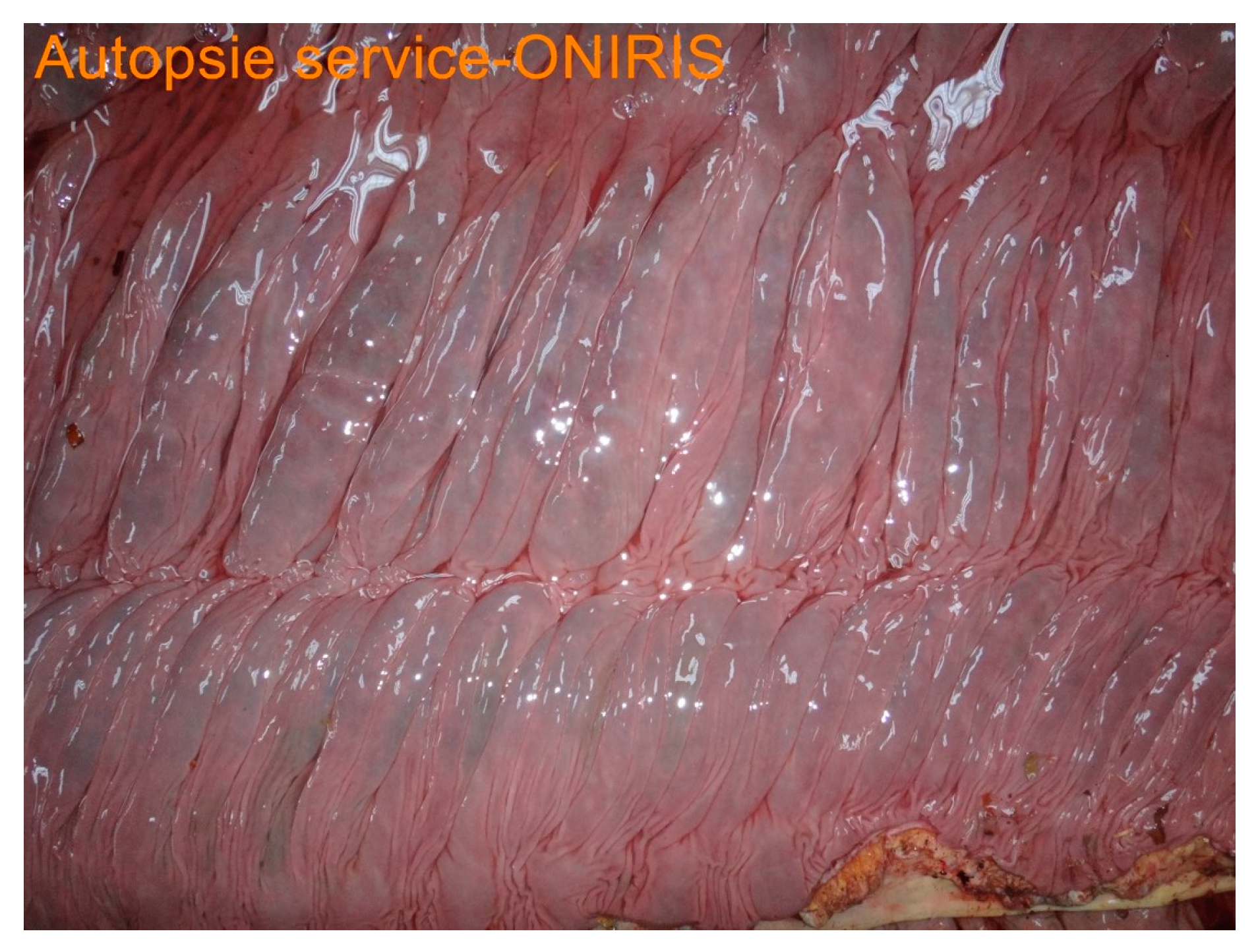 Animals 14 00599 g010