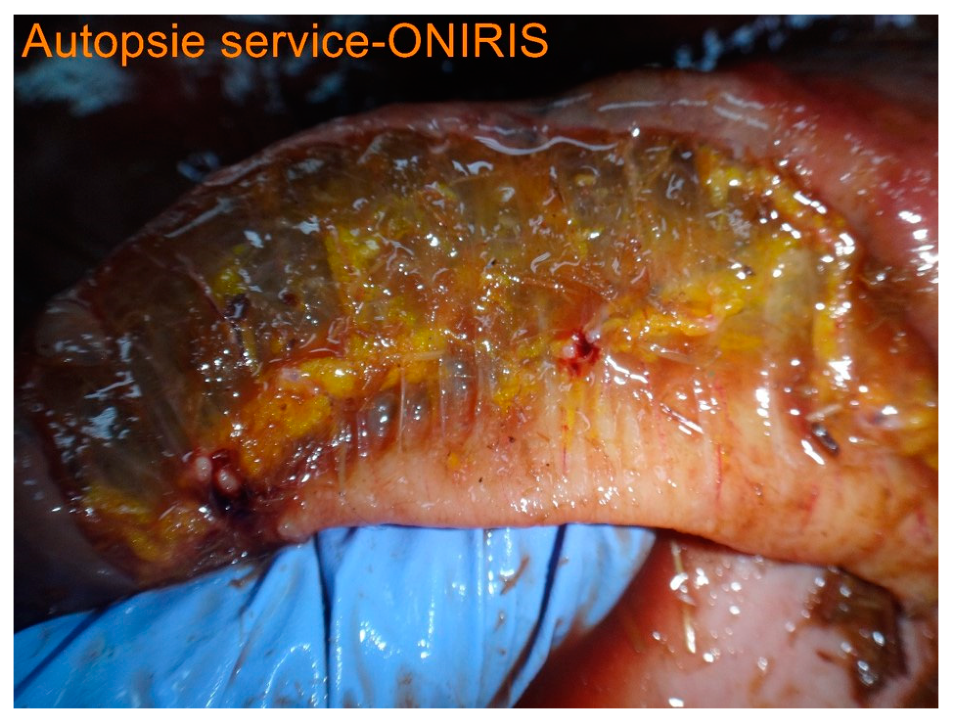 Animals 14 00599 g011