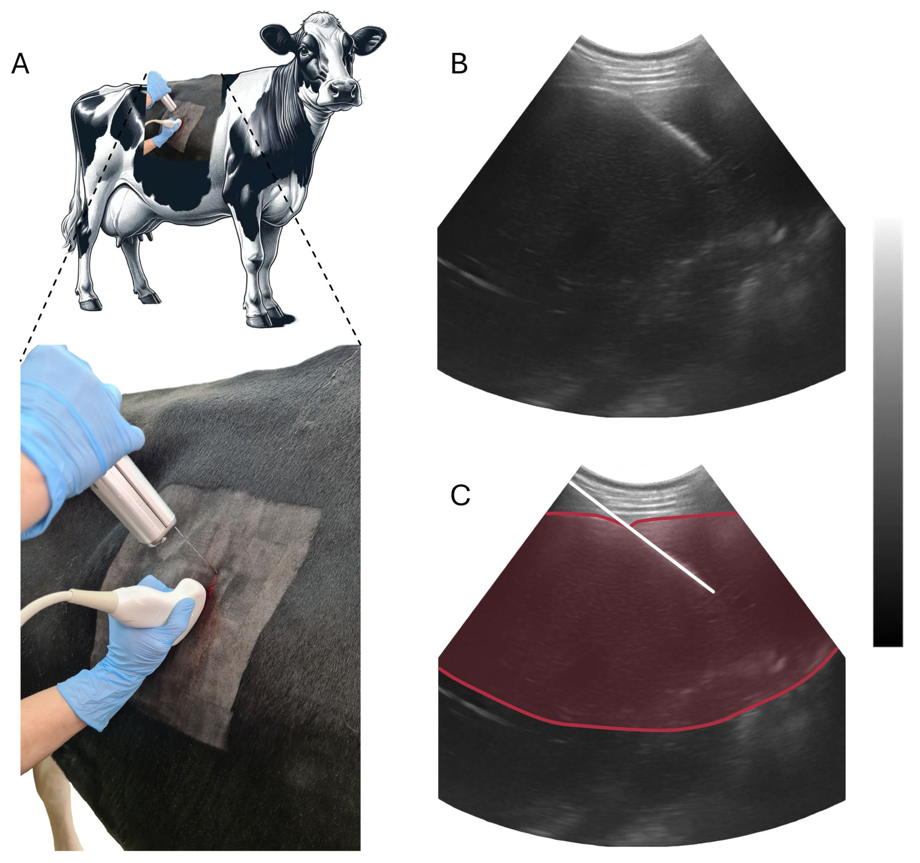 Animals 14 00610 g001