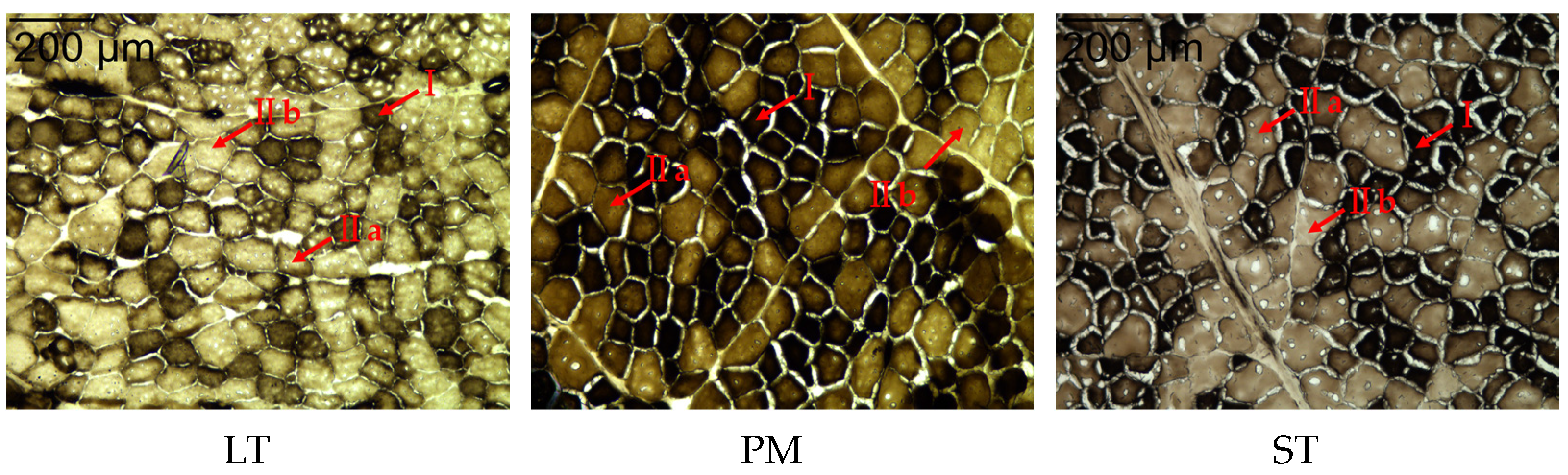 Animals 14 00611 g001 Animals 14 00611 g001