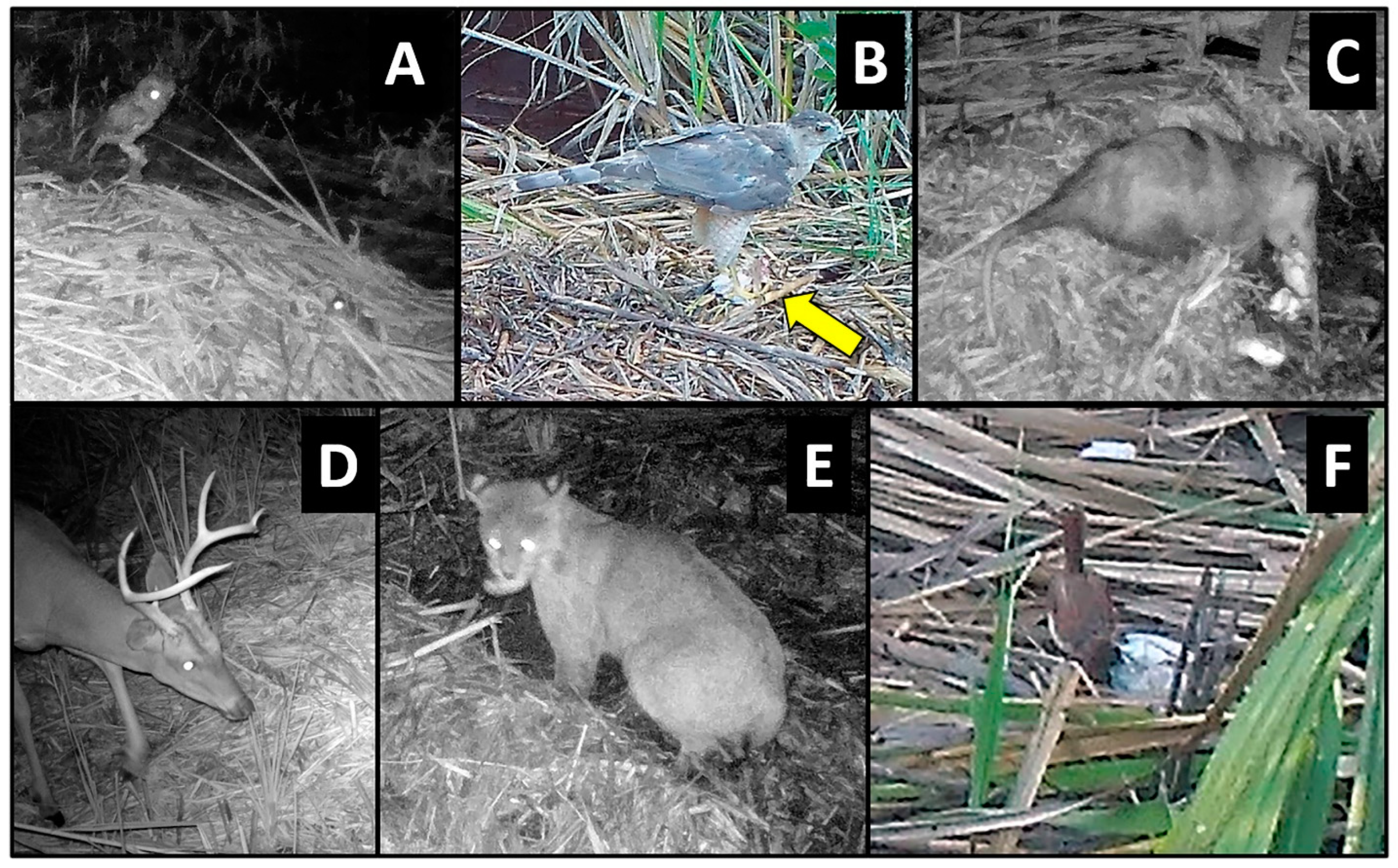 Animals 14 00620 g004