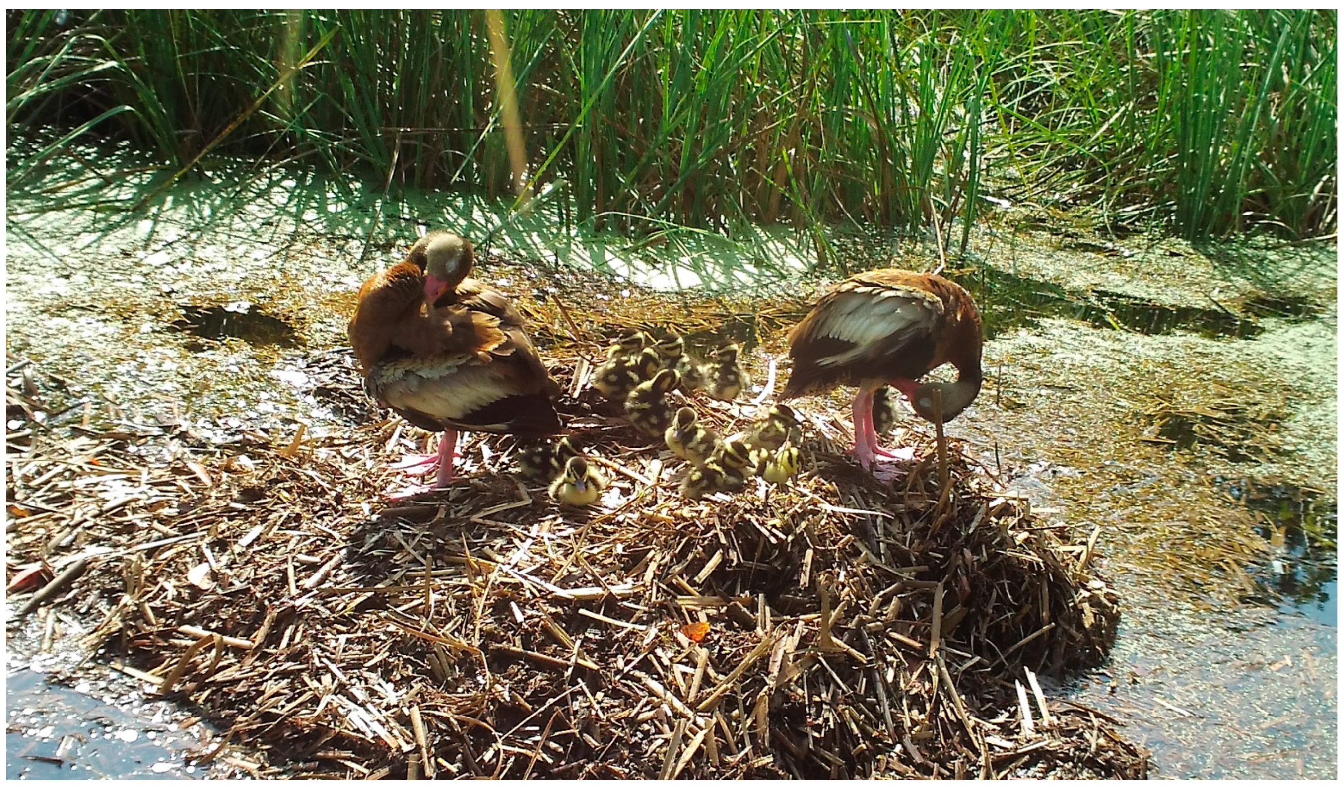 Animals 14 00620 g005