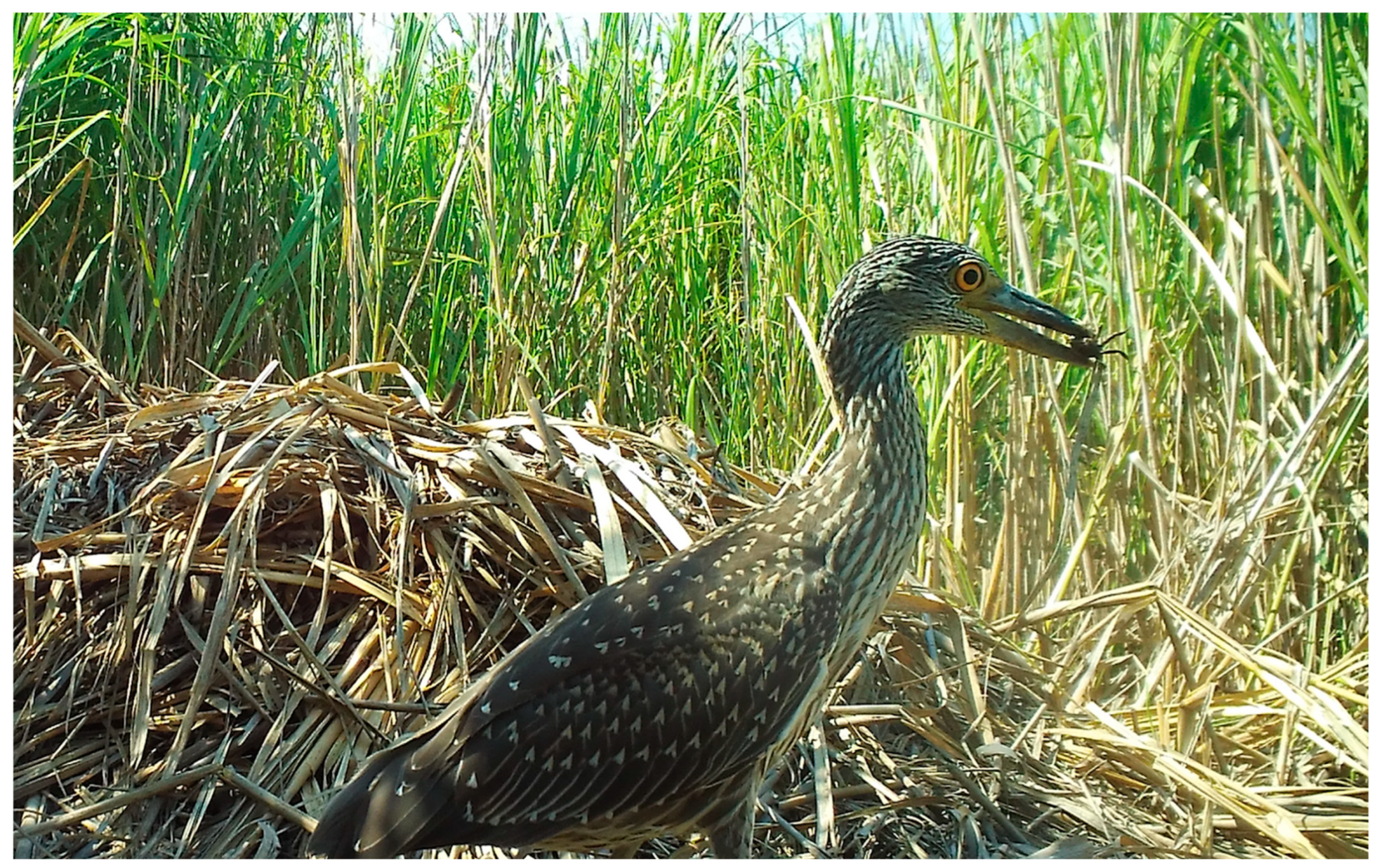 Animals 14 00620 g006