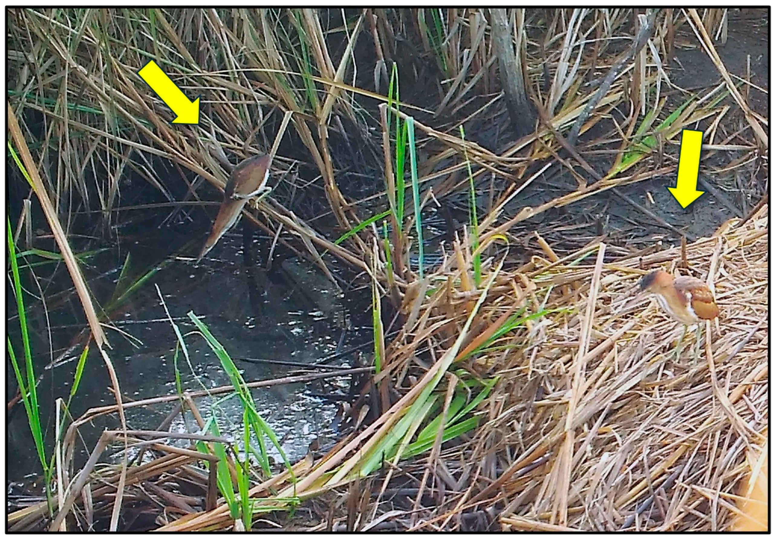 Animals 14 00620 g007