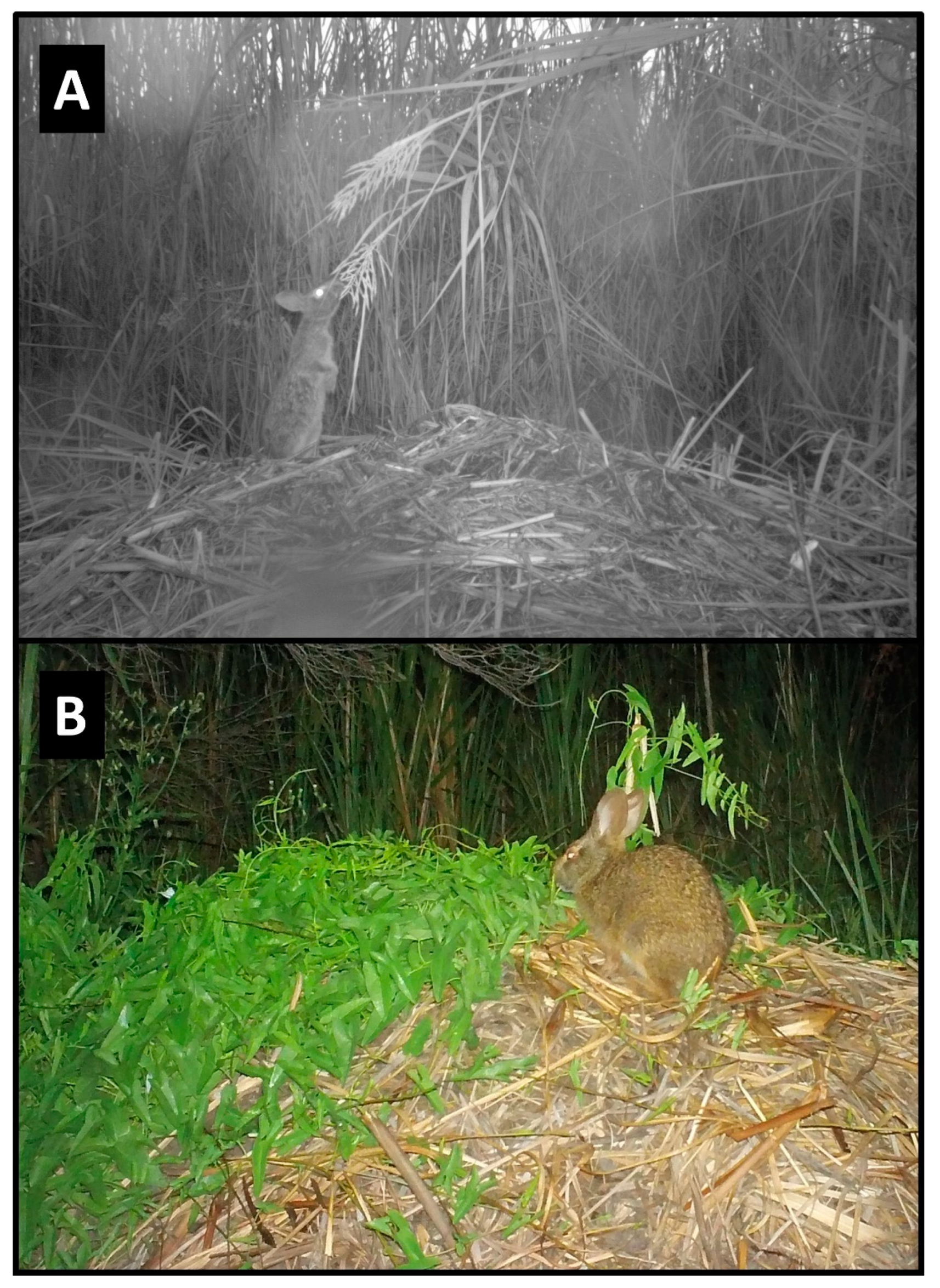 Animals 14 00620 g008