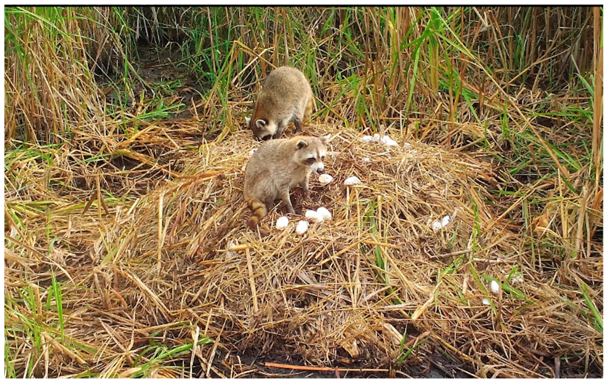 Animals 14 00620 g009