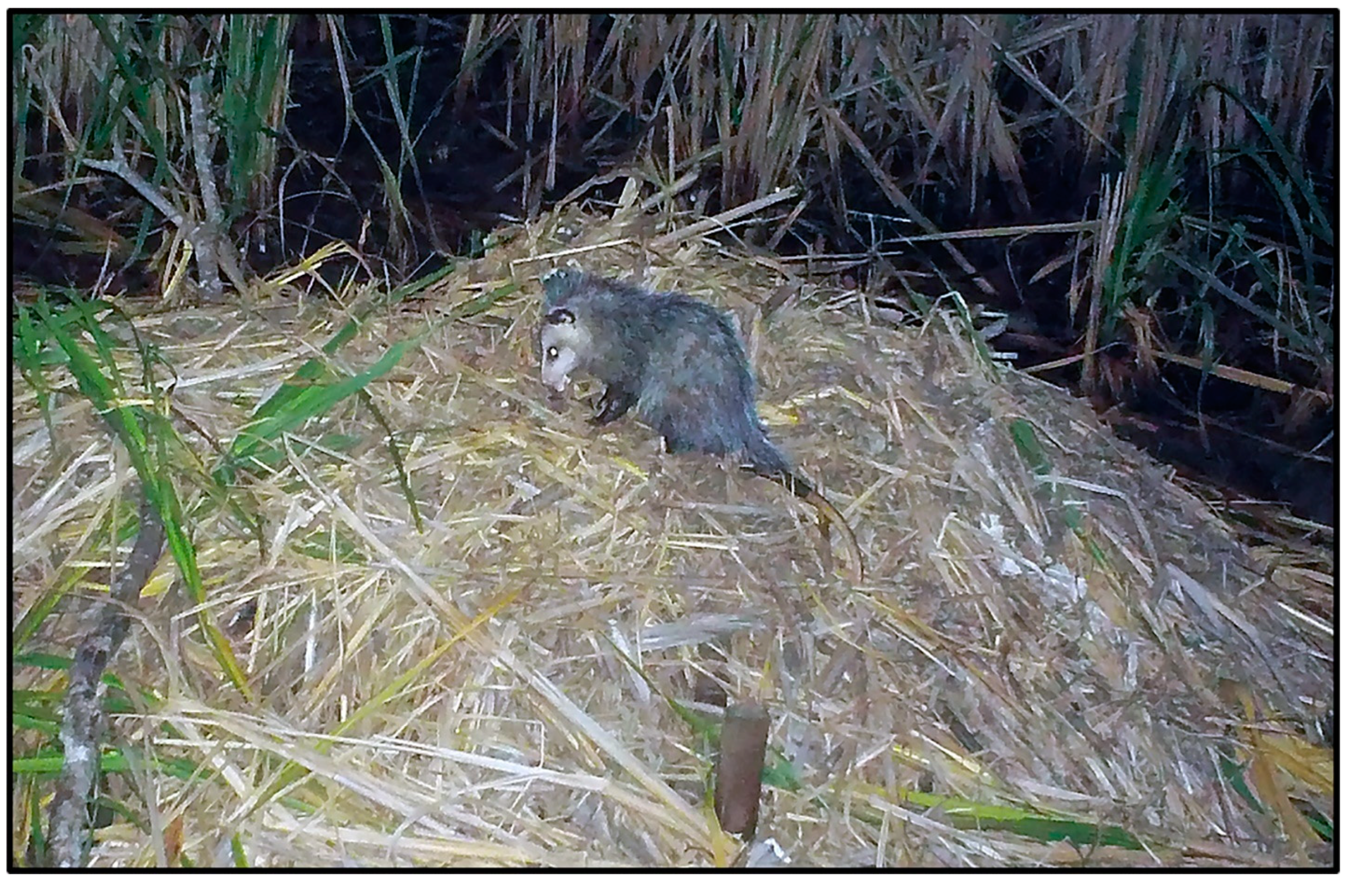 Animals 14 00620 g010