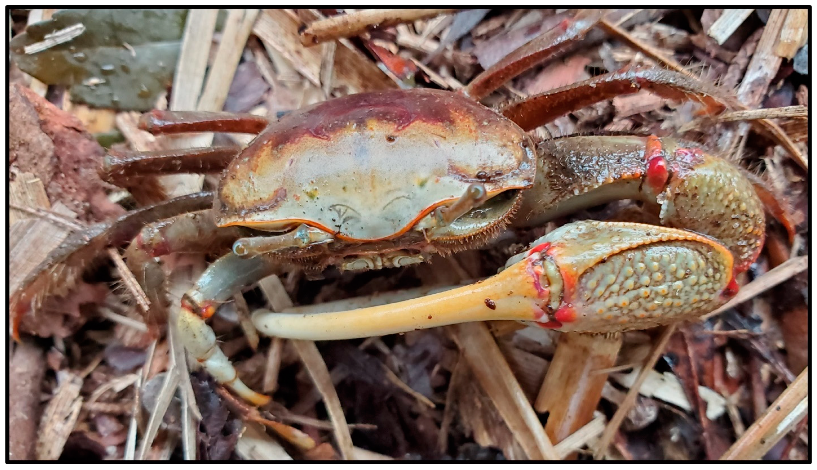 Animals 14 00620 g013