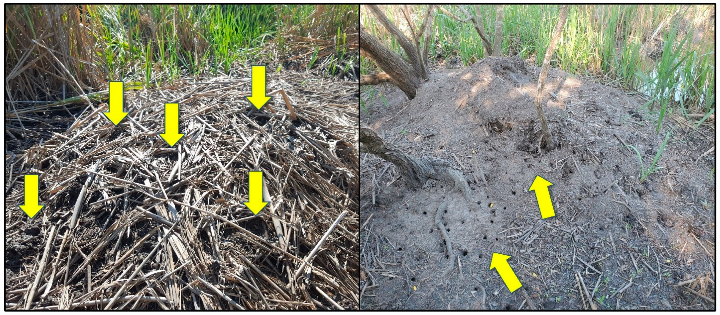 Animals 14 00620 g014