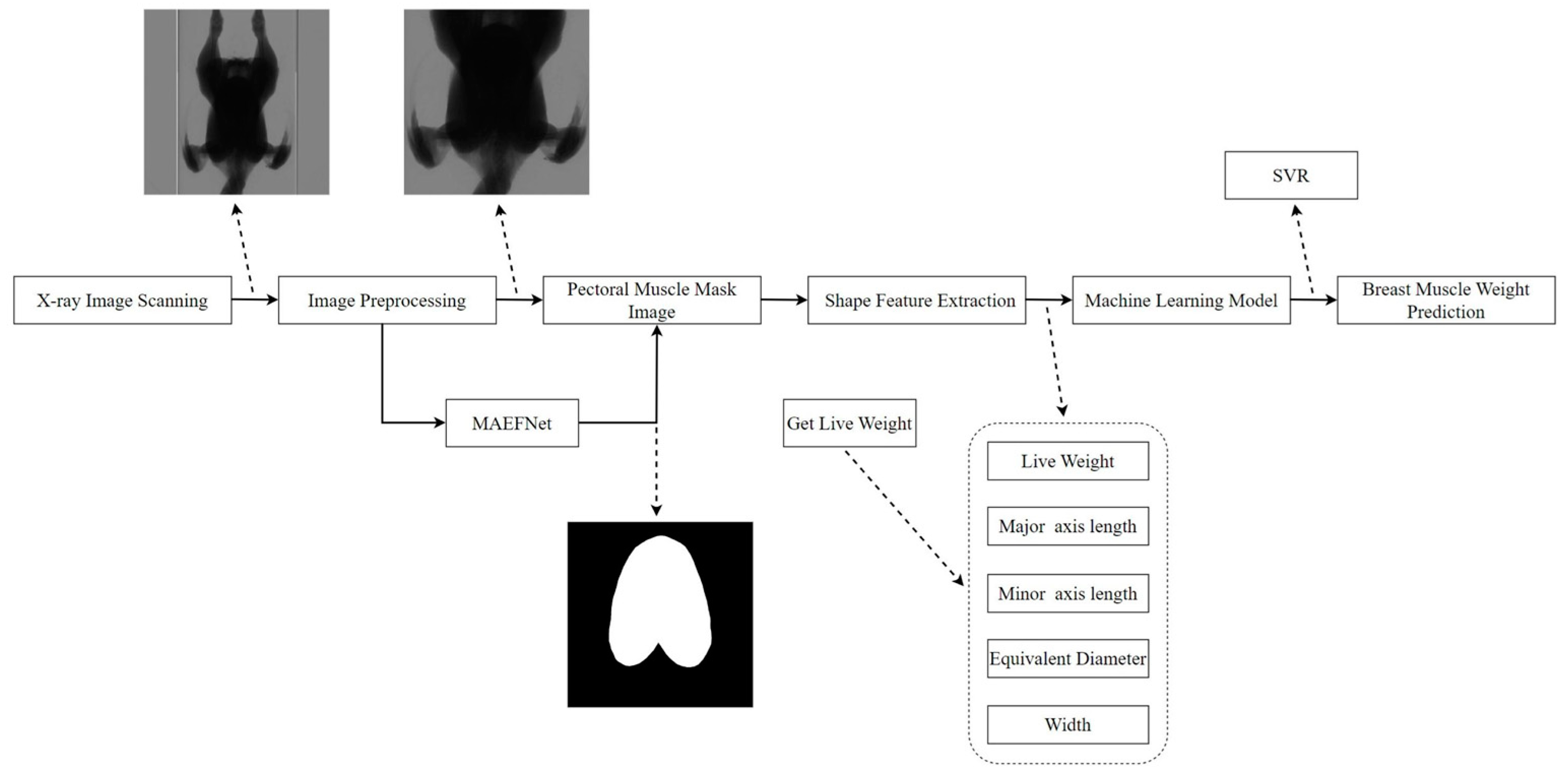 Animals 14 00628 g001