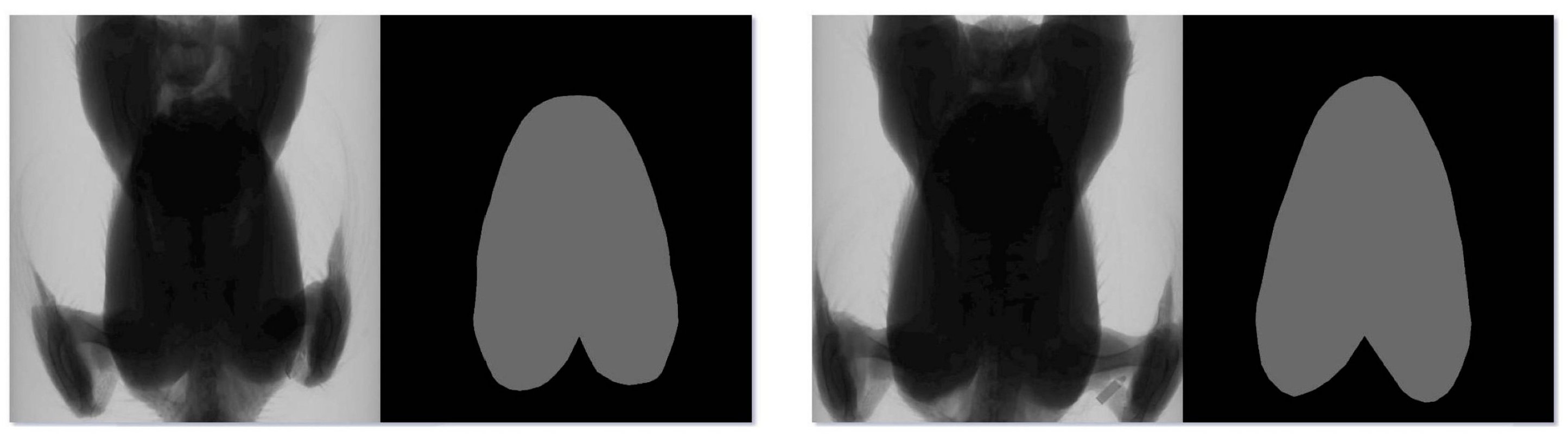 Animals 14 00628 g002