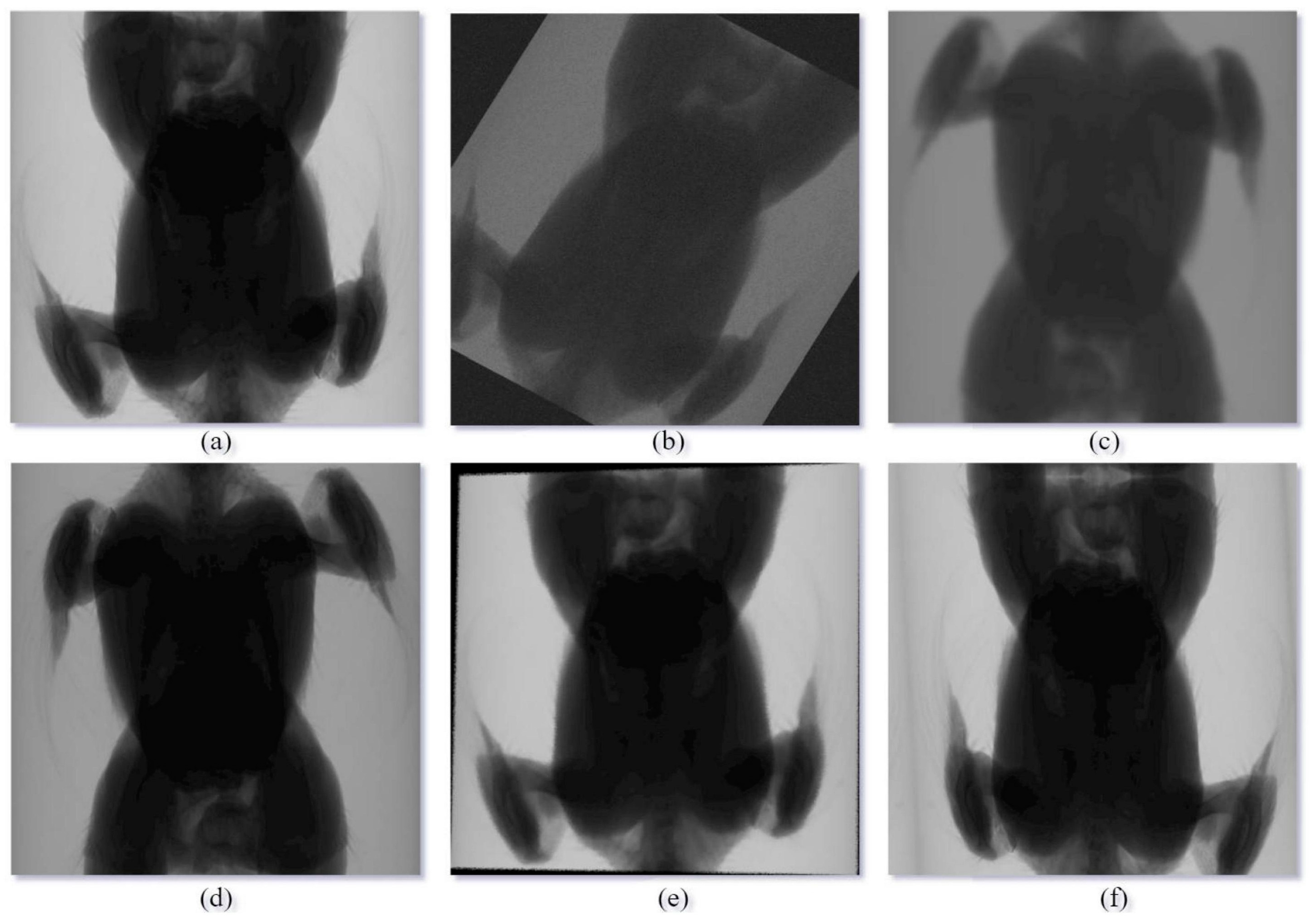 Animals 14 00628 g003