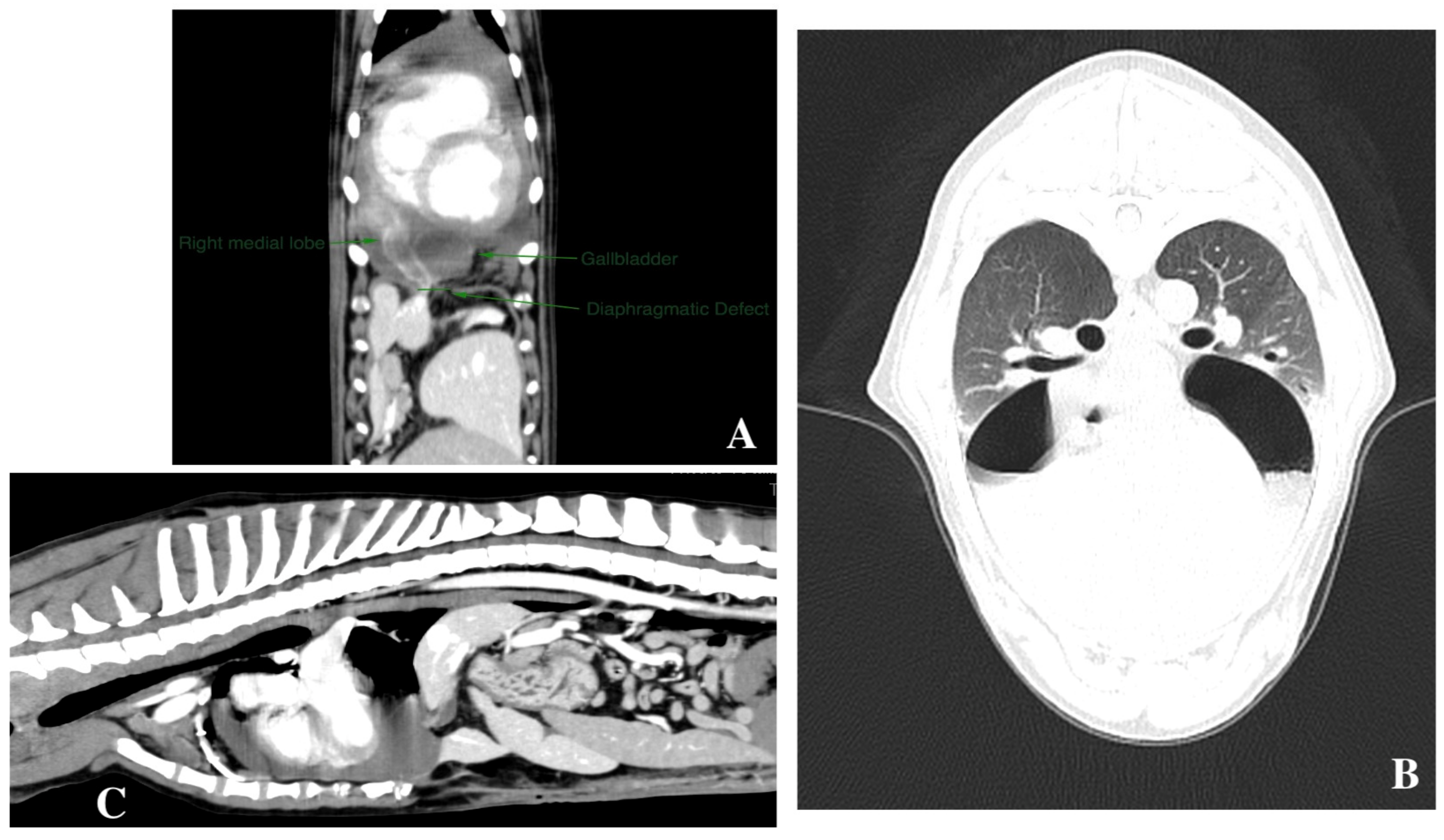 Animals 14 00633 g004