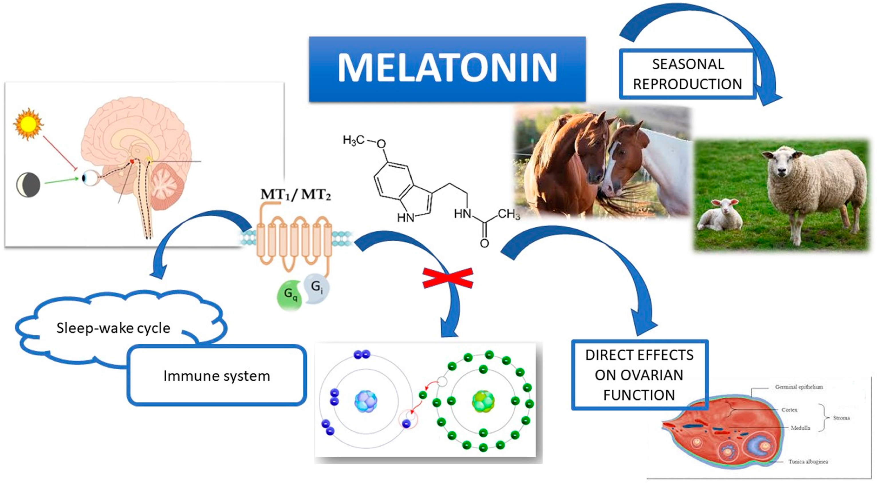 Animals Source of Melatonin 