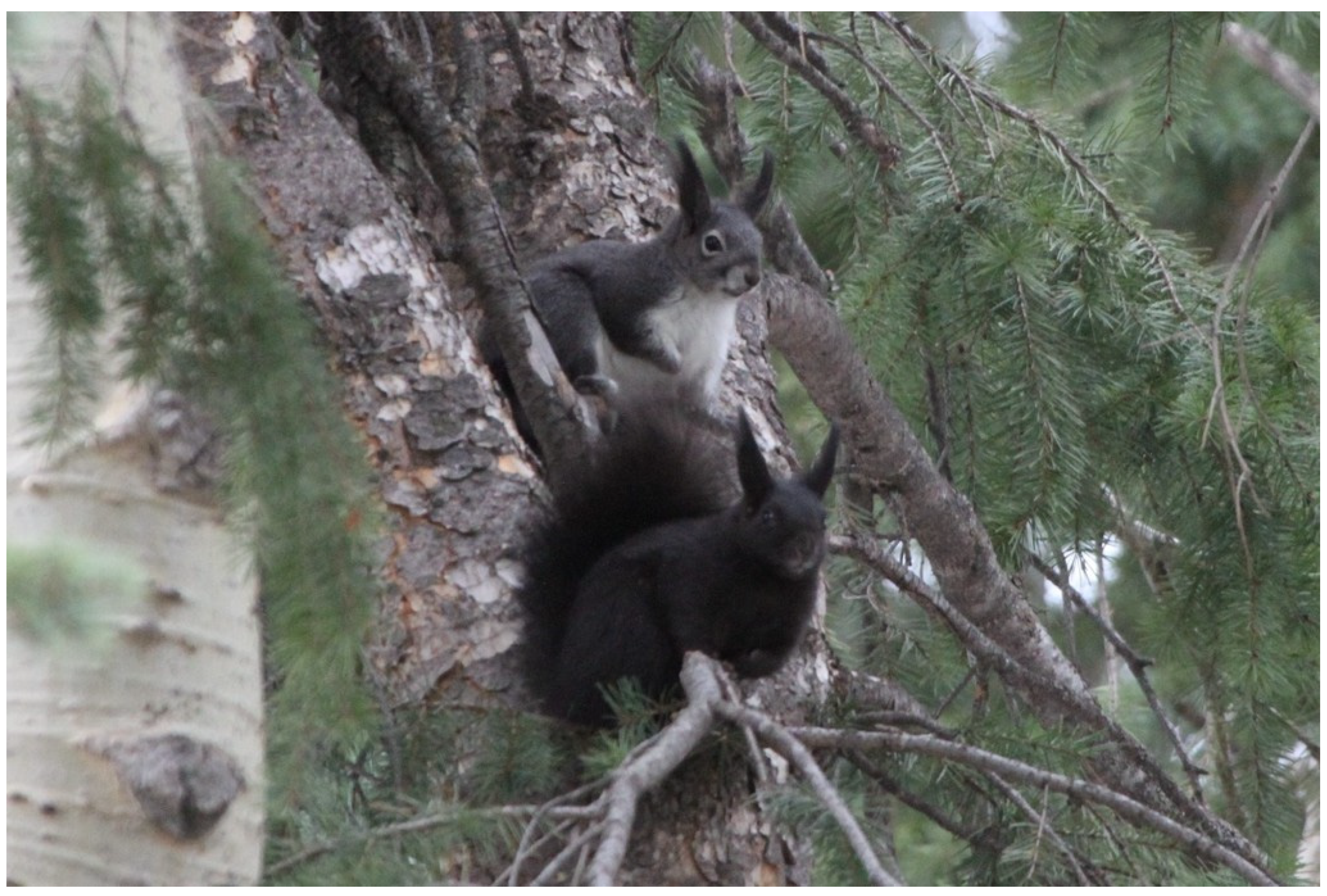 Animals 14 00648 g001