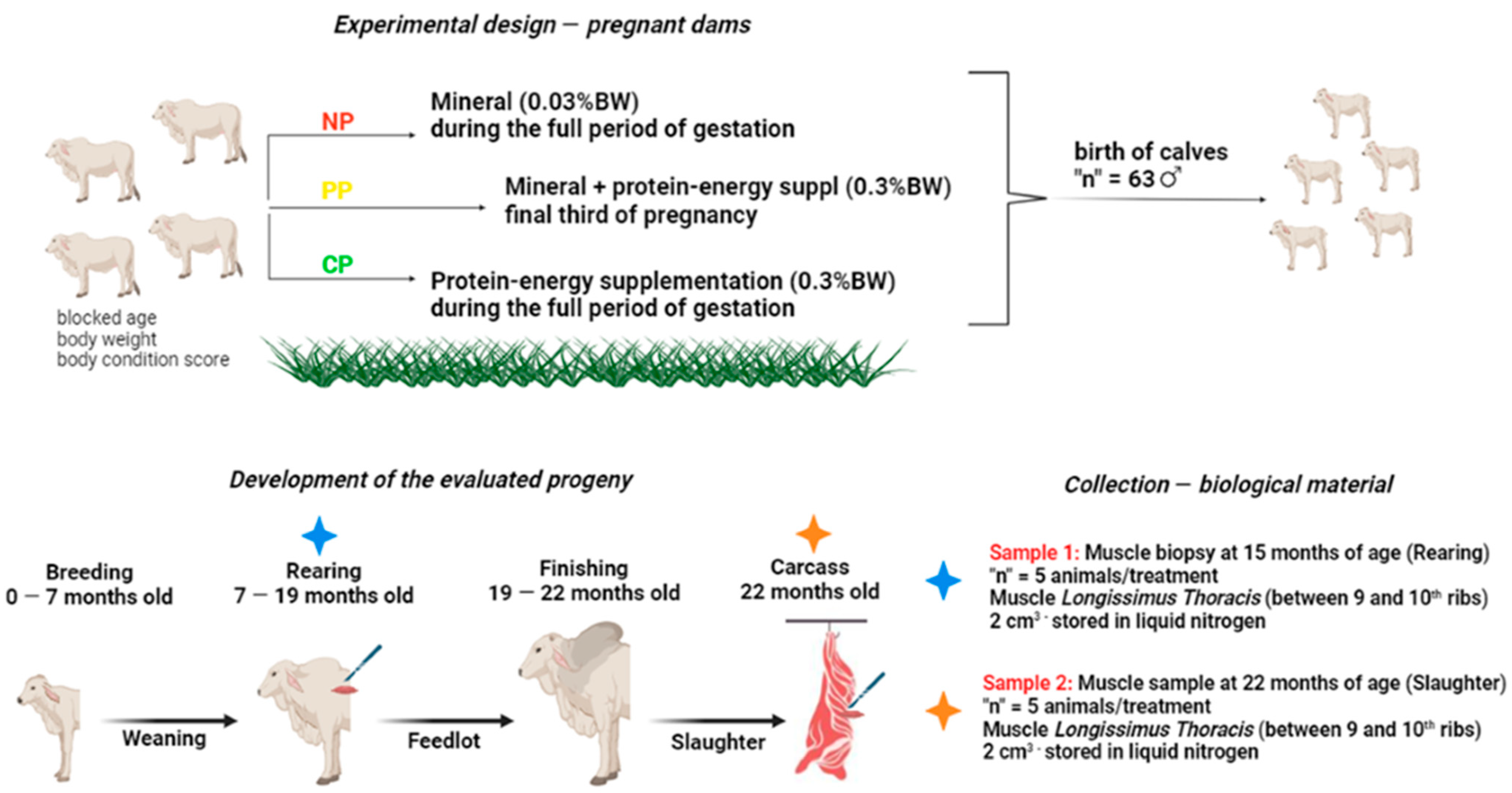 Animals 14 00652 g001