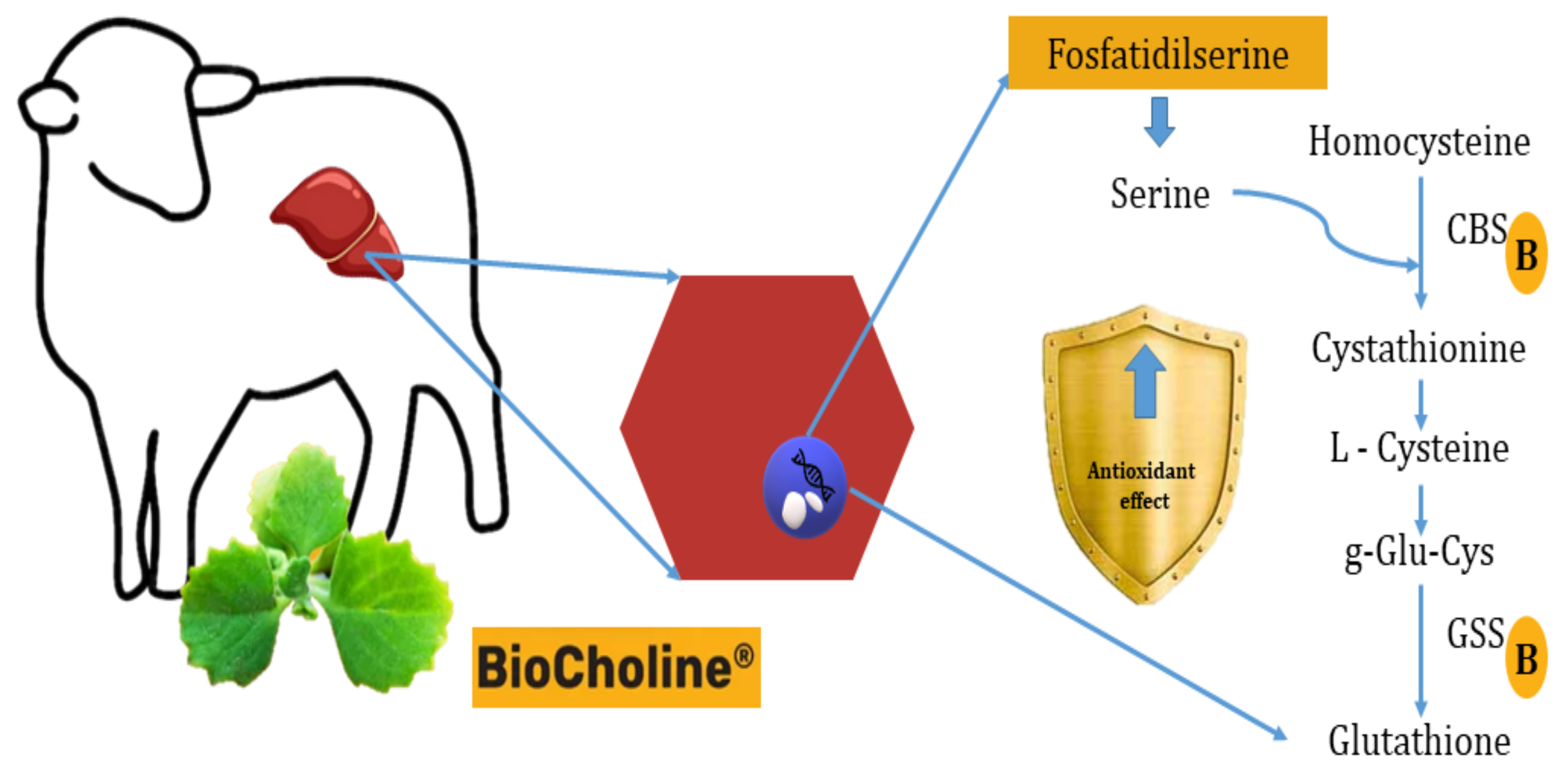 Animals 14 00667 g004