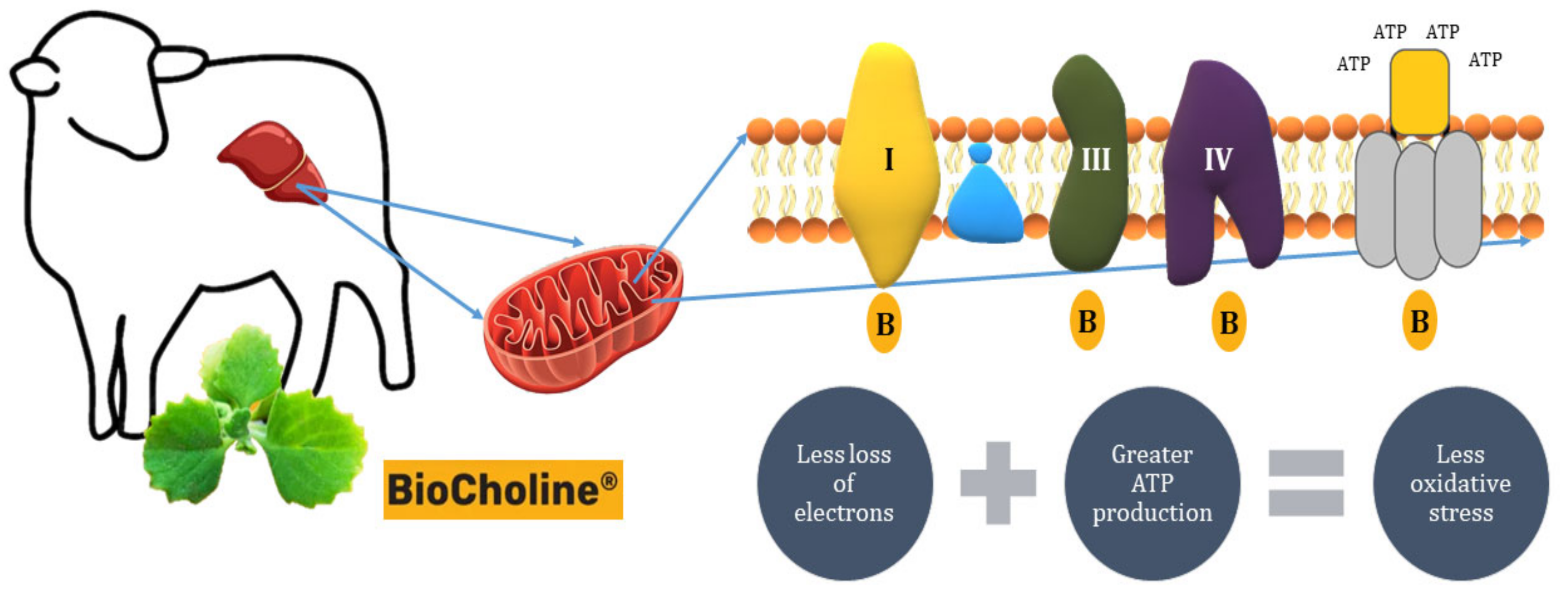 Animals 14 00667 g005