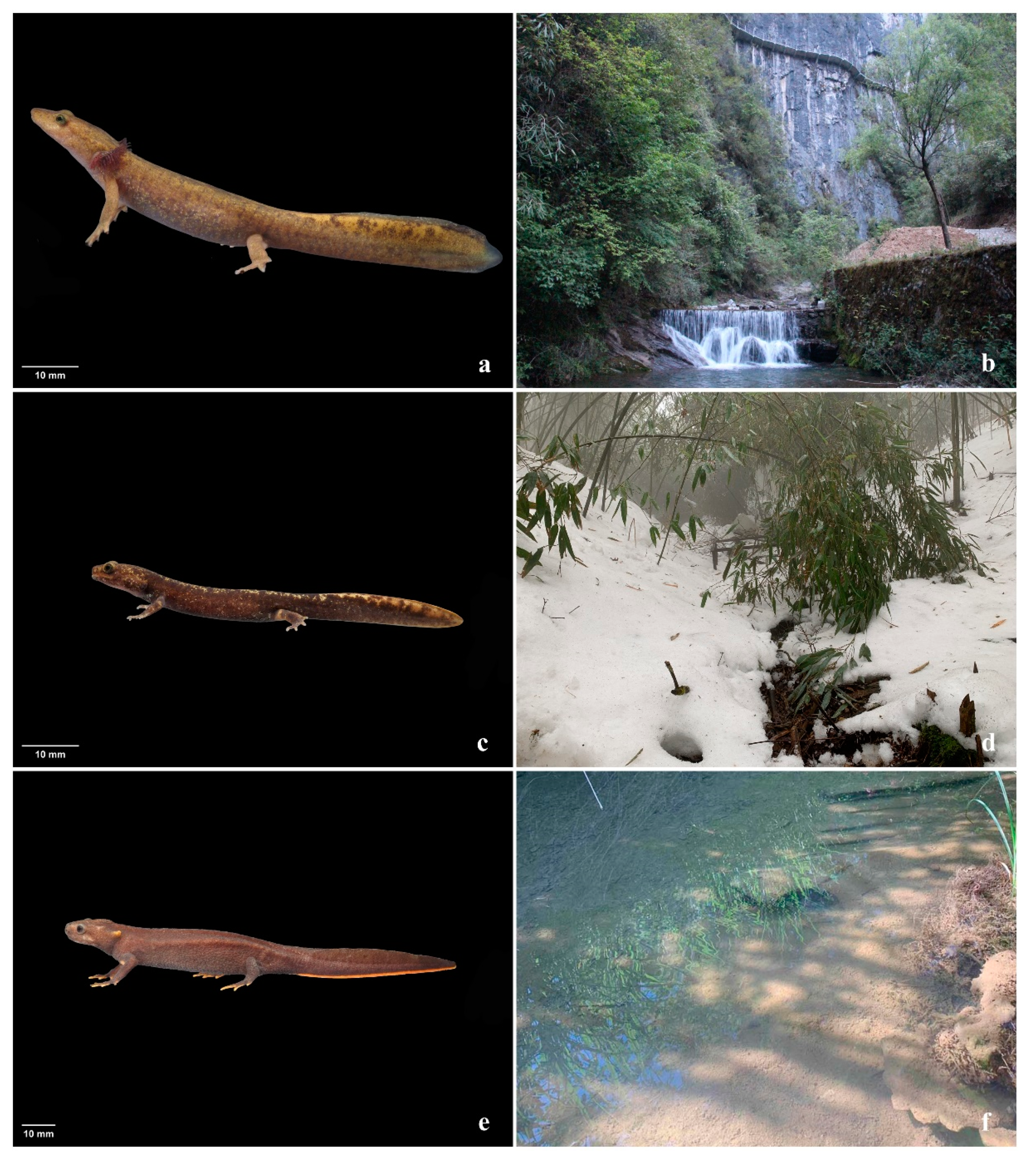 Animals 14 00672 g001