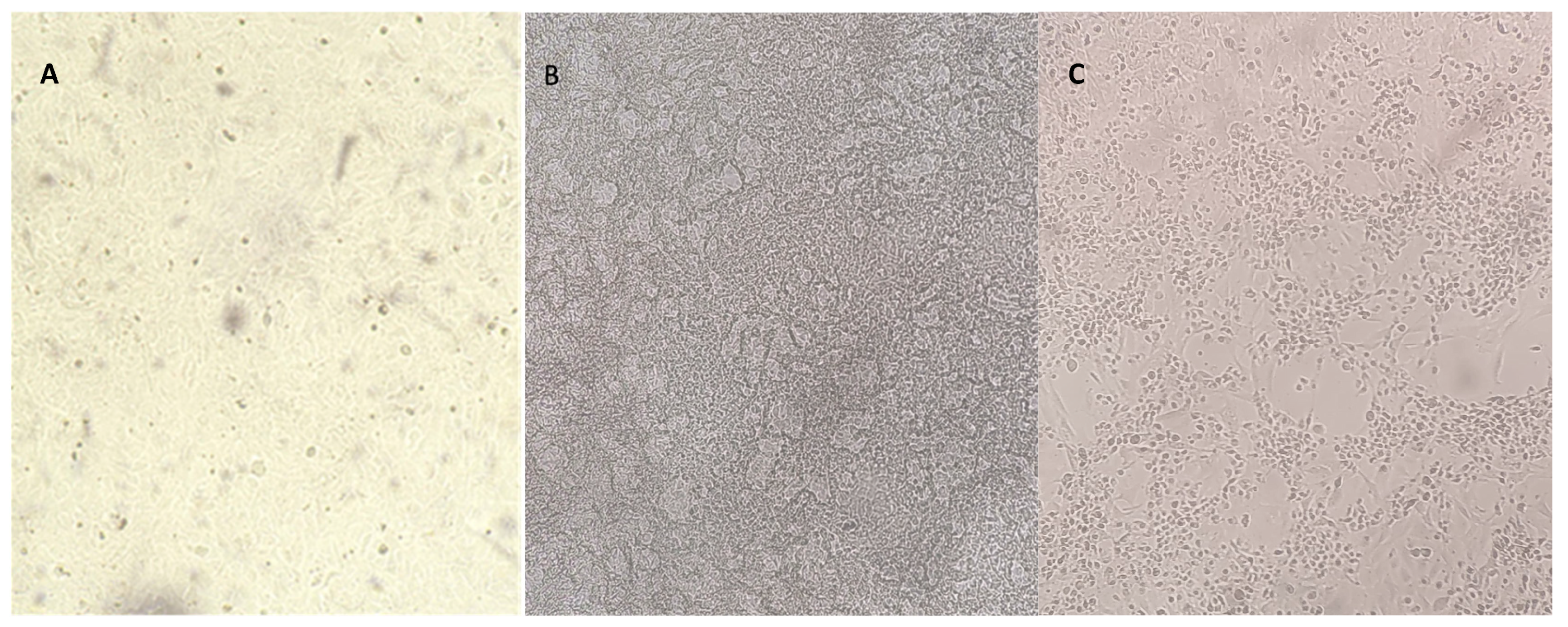 Animals 14 00682 g001