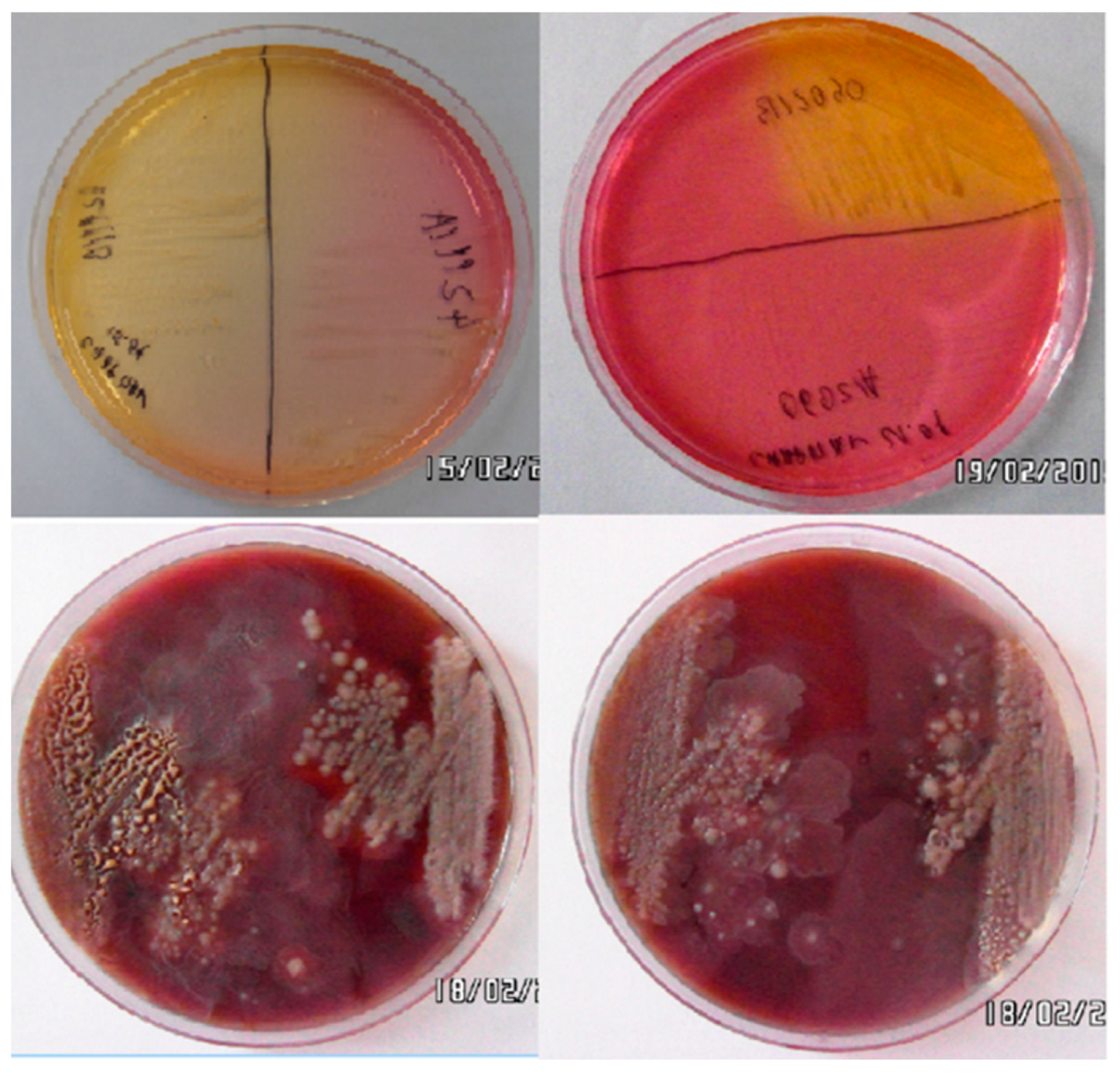 Animals 14 00683 g001